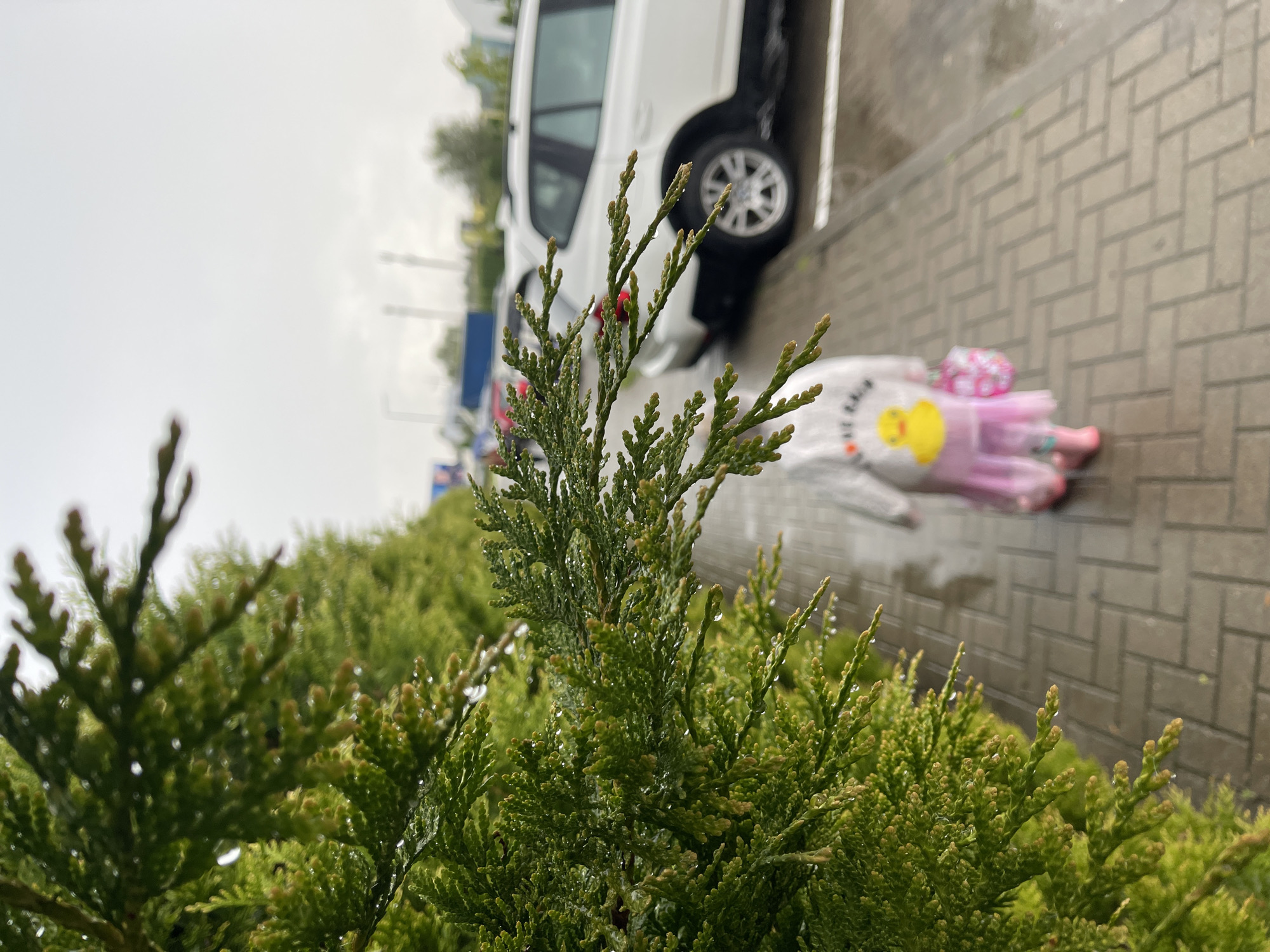 In Zelenogradsk, Russia, on a rainy day, a child walks along a wet, brick-paved sidewalk adjacent to a hedge of green coniferous trees. The child is wearing a white hooded jacket adorned with a yellow duck graphic and a pink skirt, along with pink boots. The child carries a patterned bag in their right hand. In the background, a white SUV is parked in a lot, and the sky is overcast. The foreground is dominated by the detailed texture of the wet evergreen branches, with water droplets visible on the needles.