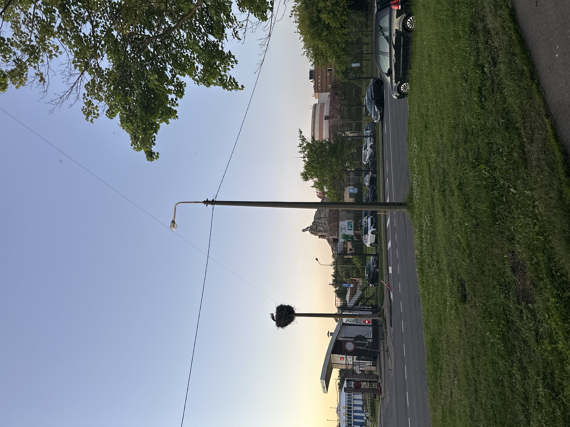 The image depicts a natural scene with a stilted nest atop a lamppost, featuring a stork. The nest is situated on a pole with a streetlamp attached. In the background, cars are visible, and the sky is a clear pale blue, suggesting it is daytime, likely late afternoon or early evening given the soft light. The setting appears to be a street or park area adjacent to a grassy embankment, with trees and some buildings visible in the distance. There is a wire extending from the lamppost into the sky. The composition is vertical, with the nest and stork being the focal point. The weather appears clear and calm. No people are visible in the frame. The location context of Minsk, Belarus, provides a geographical setting for this natural observation.