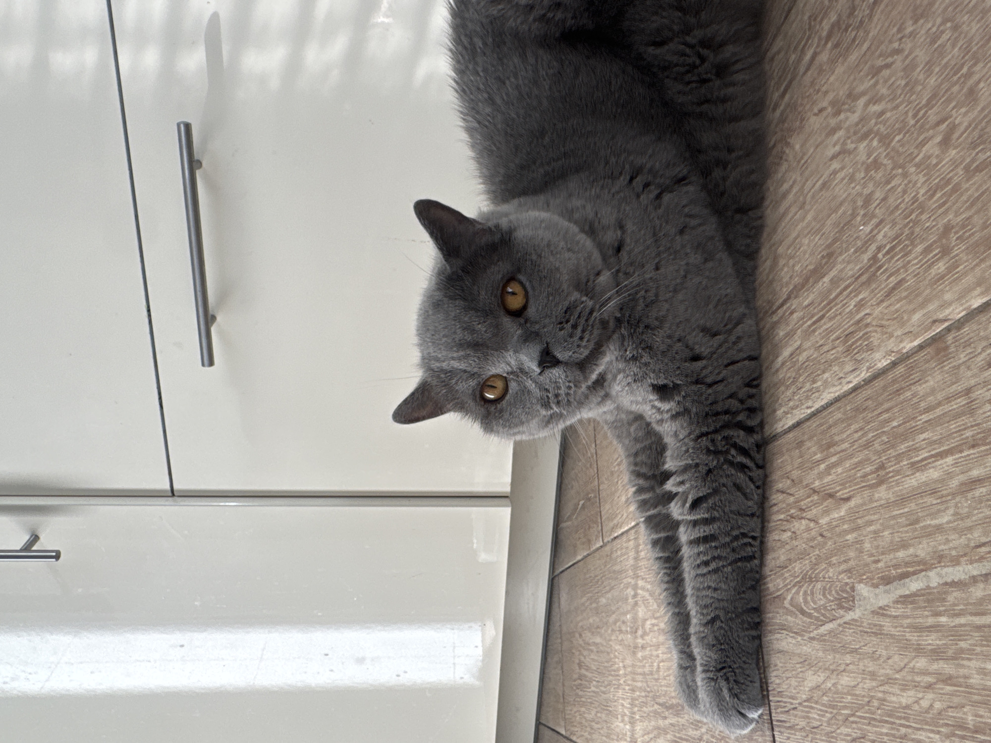 The image shows a close-up of a grey British Shorthair cat lying on a wooden floor. The cat is looking directly at the camera with yellow eyes. Its fur is thick and plush. To the left of the cat is a white cabinet with silver handles. The scene appears to be indoors, likely in a kitchen or living area, given the presence of the cabinet and the flooring. The lighting suggests it could be daytime, as there are shadows cast on the cabinet. The overall mood is calm and domestic. There is no visible text in the image.