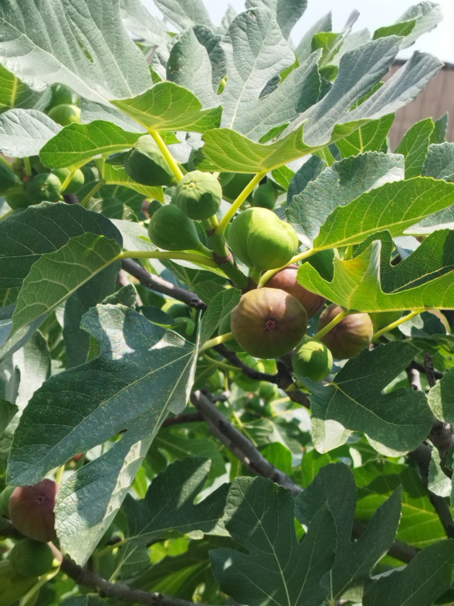 The image shows a close-up of a fig tree with several green and ripening figs. The leaves are large and lobed, with a dusty green color. The figs vary in size, with some appearing to be unripe and small, while others are larger and have begun to turn a purplish-brown hue. The sunlight filters through the leaves, creating dappled shadows. The branches of the tree are dark and gnarled. The background is out of focus, but suggests an outdoor setting with hints of a building or wall. There are no people visible in the image. The scene is consistent with a fig tree found in a garden or yard within Bucharest, Romania, where such trees are common in urban green spaces.