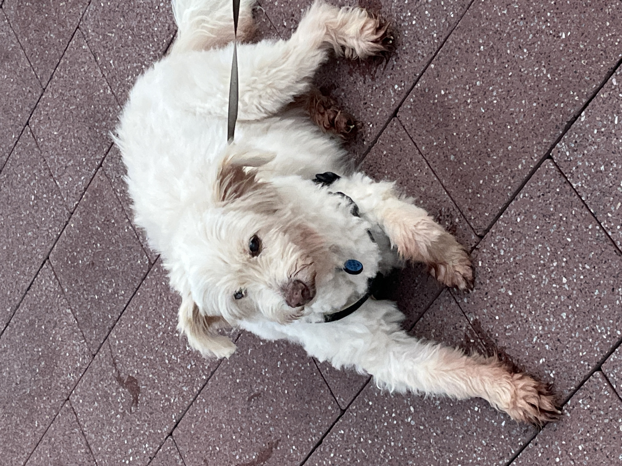 A fluffy white dog with light brown ears and muzzle is lying on a reddish-brown tiled surface. The dog is wearing a black harness with a blue tag. Its paws appear dirty. A leash is visible extending from the dog's harness to the right. The tiles are rectangular and laid in a diagonal pattern. There is a faint dark stain on one of the tiles in the upper left quadrant of the image. The scene is outdoors, and the lighting suggests daytime. No specific location in Moscow, Russia can be determined from the image.