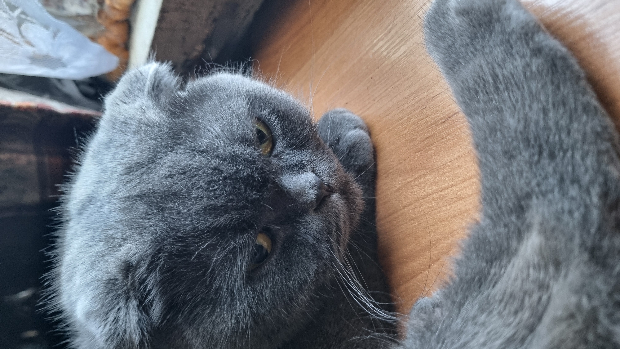 A close-up, vertical, eye-level shot shows a grey Scottish Fold cat lying on a wooden surface. The cat is facing downwards, with its head tilted to the right. Its ears are folded down, and its yellow eyes are partially closed, giving it a somber expression. The cat's paws are tucked underneath its body. The background is blurred, showing what appears to be a window with lace curtains and possibly some decorative items. The overall lighting is dim, with the focus on the cat's face and front. The scene does not depict any identifiable landmarks or features associated with the city of Vysokoe, Russia.
