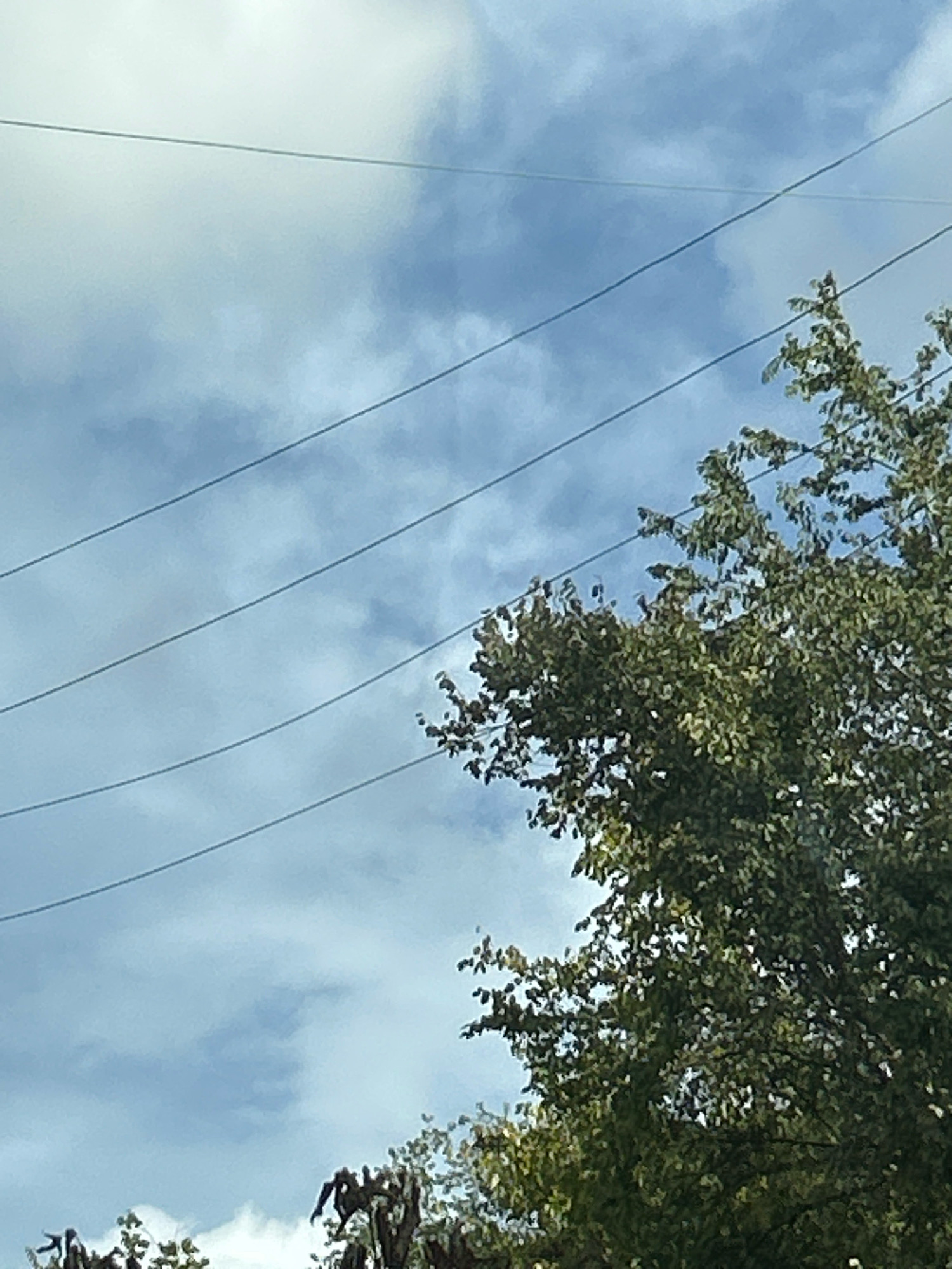 The image depicts a portion of the sky with clouds, crisscrossed by four power lines. On the right side of the frame, the dense foliage of a tree is visible against the sky, with some of its branches extending upwards. The bottom left portion of the image shows the upper parts of other trees, their branches bare and dark. The scene appears to be outdoors, possibly in a residential or suburban area of Scott Township, United States of America, given the presence of power lines and trees. There are no people or discernable actions taking place in the image.