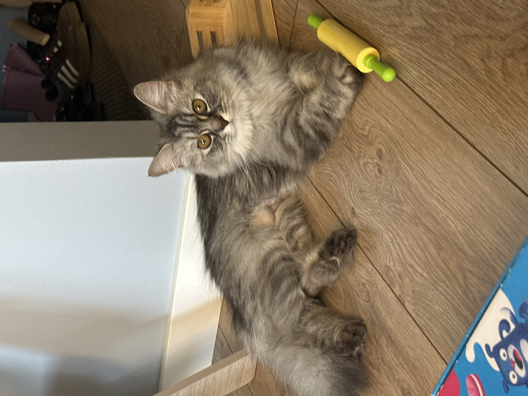 A medium shot shows a gray tabby cat lying on a light brown laminate floor, with a yellow toy rolling pin near its head. The cat is looking up at the camera with amber-colored eyes. Part of a white surface is visible on the left side, possibly a piece of furniture. A blue object with white and red graphics is located on the lower right. The location is implied to be Chaikovsky, Russia.