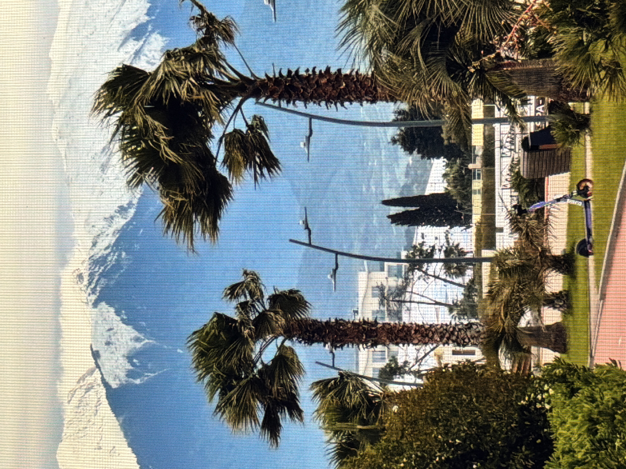 This image captures a scenic view in the city of Sirius, Russia, where lush palm trees sway against a backdrop of snow-capped mountains and a clear blue sky. The foreground features vibrant green bushes and a paved pathway. Several tall palm trees, their fronds rustling in the wind, dominate the scene. In the mid-ground, a modern building with white facades and visible windows stands behind a row of streetlights. A blue electric scooter is parked on the grassy area, alongside a trash bin. The background is characterized by majestic mountains, their peaks covered in snow, contrasting with the bright blue sky. The overall atmosphere suggests a temperate climate, likely spring or early autumn, allowing for both tropical flora and snow-capped mountains to be visible.