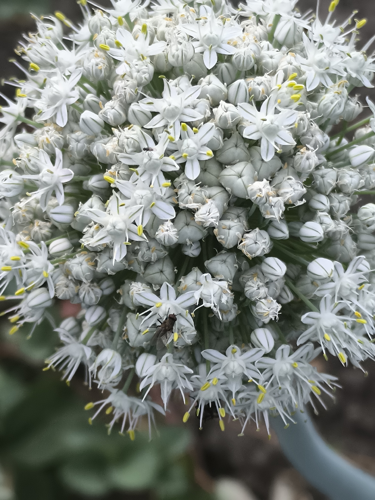 A close-up, top-down view of a white Allium flower cluster in Dobrogea Veche, Moldova, is shown. The spherical inflorescence is densely packed with numerous small, star-shaped white flowers, many of which still appear to be in bud form. Each open flower exhibits delicate white petals with thin green stripes and bright yellow anthers. Among the flowers, several small insects are visible. One fly, dark brown with a reddish-brown head, is positioned on a white flower in the lower-right quadrant of the image. Another smaller, dark insect is near the center-top of the cluster. The background is softly blurred, with hints of dark soil and green foliage, suggesting an outdoor setting. The lighting is natural, casting subtle shadows within the flower cluster. The overall impression is of a detailed macro photograph capturing the intricate structure of the blooming plant.