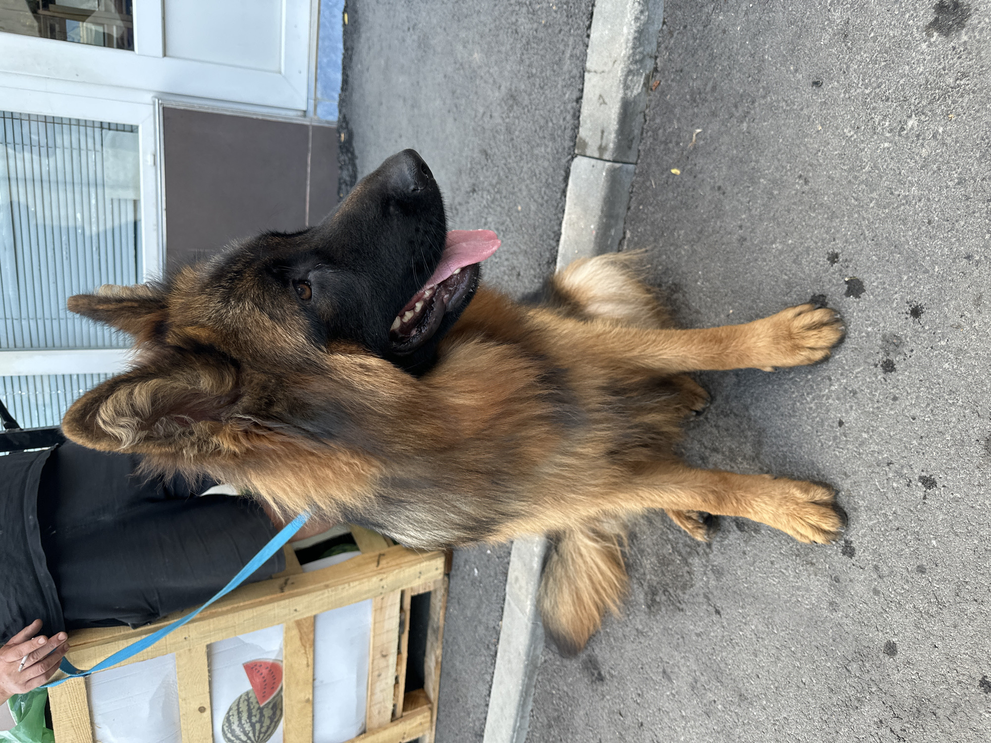 In front of a building with white doors and blinds, a German Shepherd dog sits on an asphalt surface next to a grey curb. The dog has long, brown and black fur, pointed ears, and its tongue is hanging out. A person wearing black shorts and a black t-shirt is holding a blue leash attached to the dog. Next to the person and leash, a wooden pallet is visible with a sign depicting watermelons. The scene appears to be in the city of Kostenets, Bulgaria.