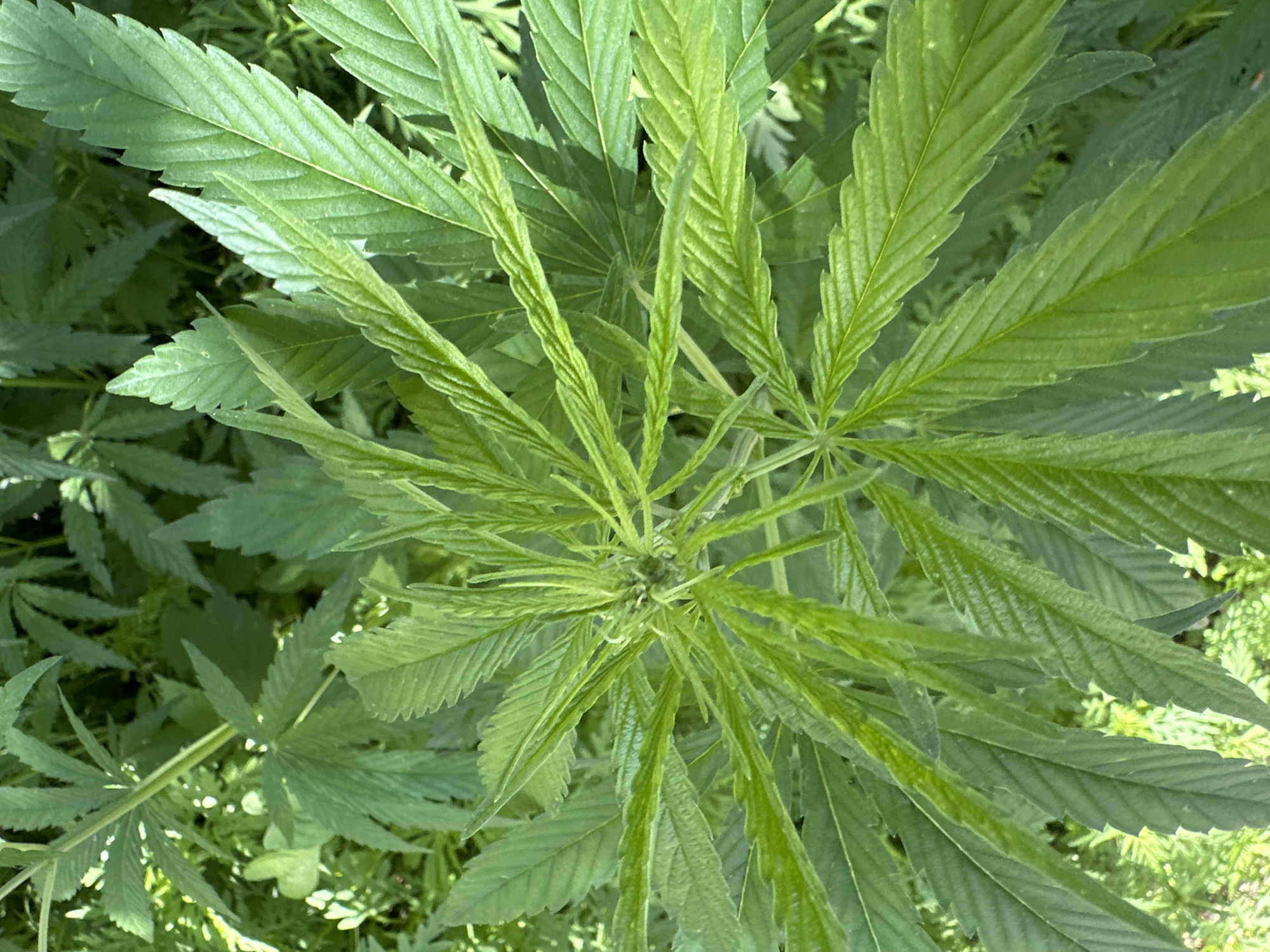 A close-up, overhead shot shows the top of a cannabis plant. The plant's vibrant green leaves are fanned out, with prominent veins visible on their surfaces. Sunlight filters through the foliage, casting dappled shadows and highlighting the textures of the leaves. The background is a blur of more green leaves and foliage, suggesting the plant is part of a larger growth. The image is taken outdoors in natural light, with the location being unknown.