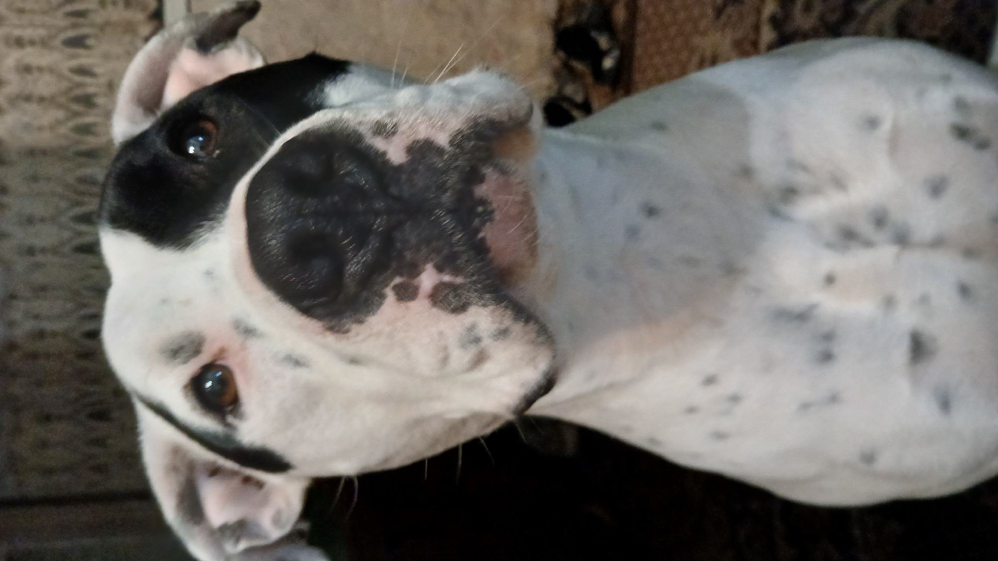 A white and black dog with floppy ears is lying down. The dog has black patches on its head and ears, and black spots on its white body. The dog's eyes are brown. The background is blurry. The location is Unknown, Unknown.