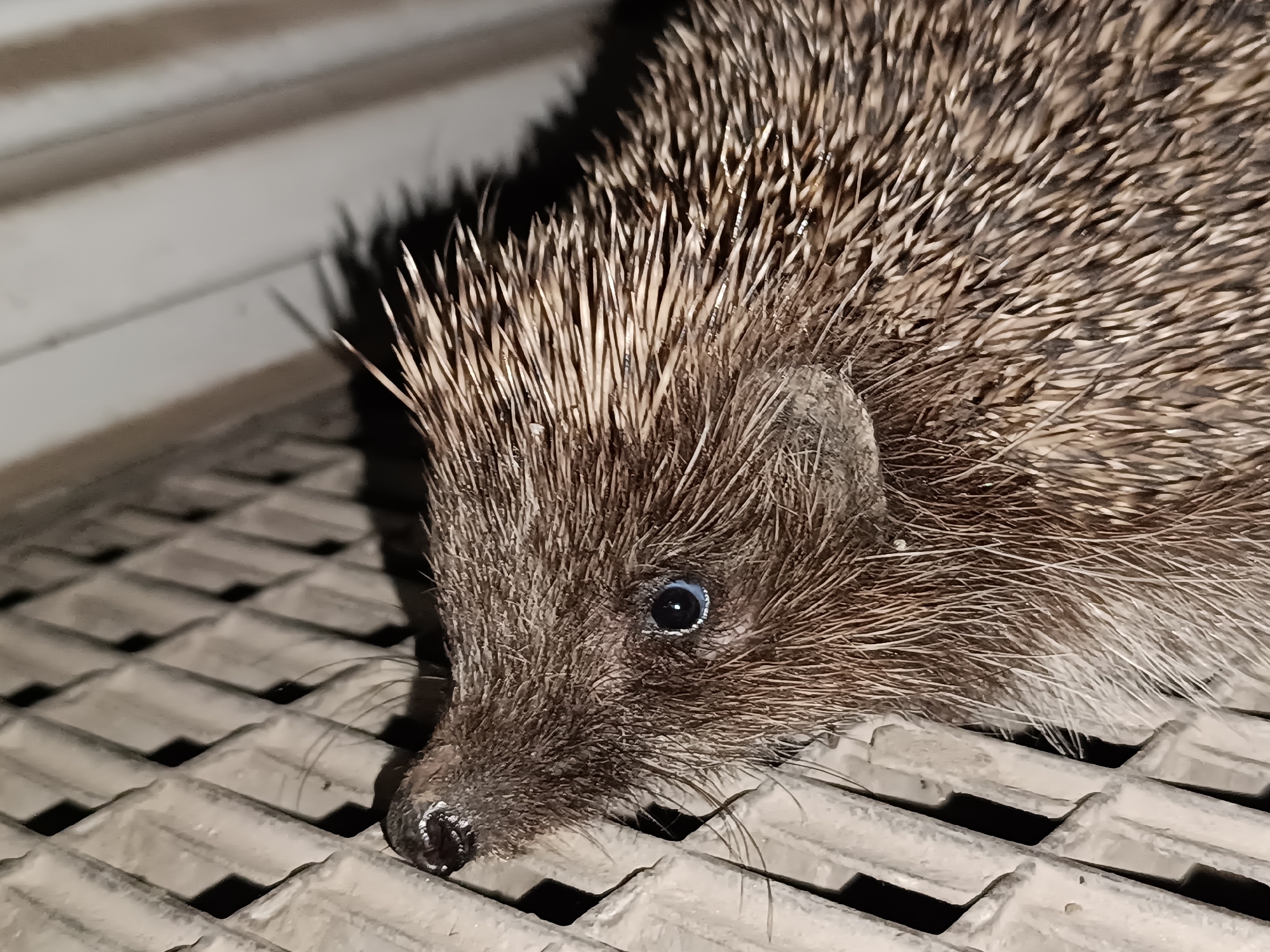 A close-up shot shows a hedgehog lying on a corrugated surface of unknown material. The hedgehog's eye is visible, and its nose is close to the surface. The background is dimly lit.