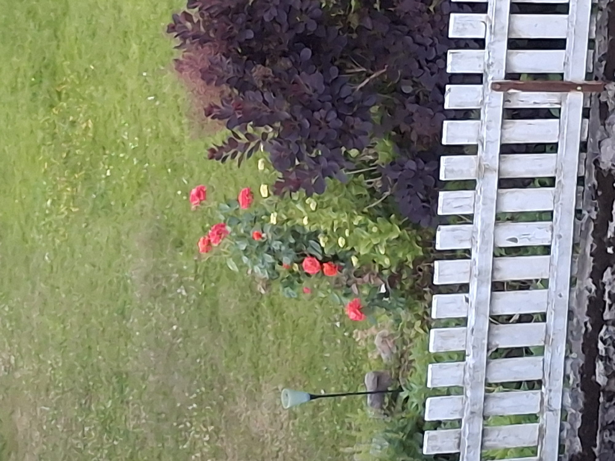 A low-angle, slightly blurry, outdoor, eye-level shot captures a garden scene in Åsgårdstrand, Norway, during daylight. In the foreground, a white picket fence stretches horizontally across the frame. Behind the fence, a garden bed features a dense, dark purple shrub to the right, and a rose bush with bright red roses and green foliage to the left. A pale blue garden light on a black pole is positioned behind the rose bush. The background consists of a green, grassy area. The scene appears to be a private residential garden.