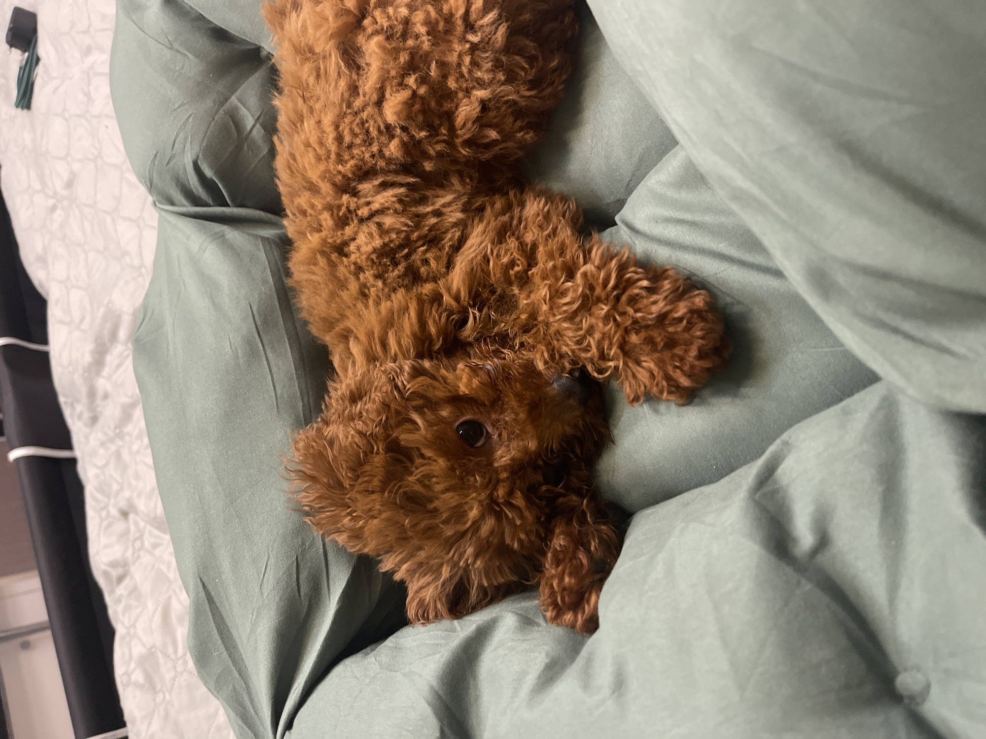 A medium shot captures a reddish-brown poodle lying upside down on a bed covered with a light green duvet. The poodle's head is positioned in the lower part of the frame, with one eye visible. A black object with white accents is visible on the left-hand side of the image, suggesting it might be part of the bed frame. The background indicates the photograph was taken indoors, possibly a bedroom. There's no data indicating it being in Sofia, Bulgaria.