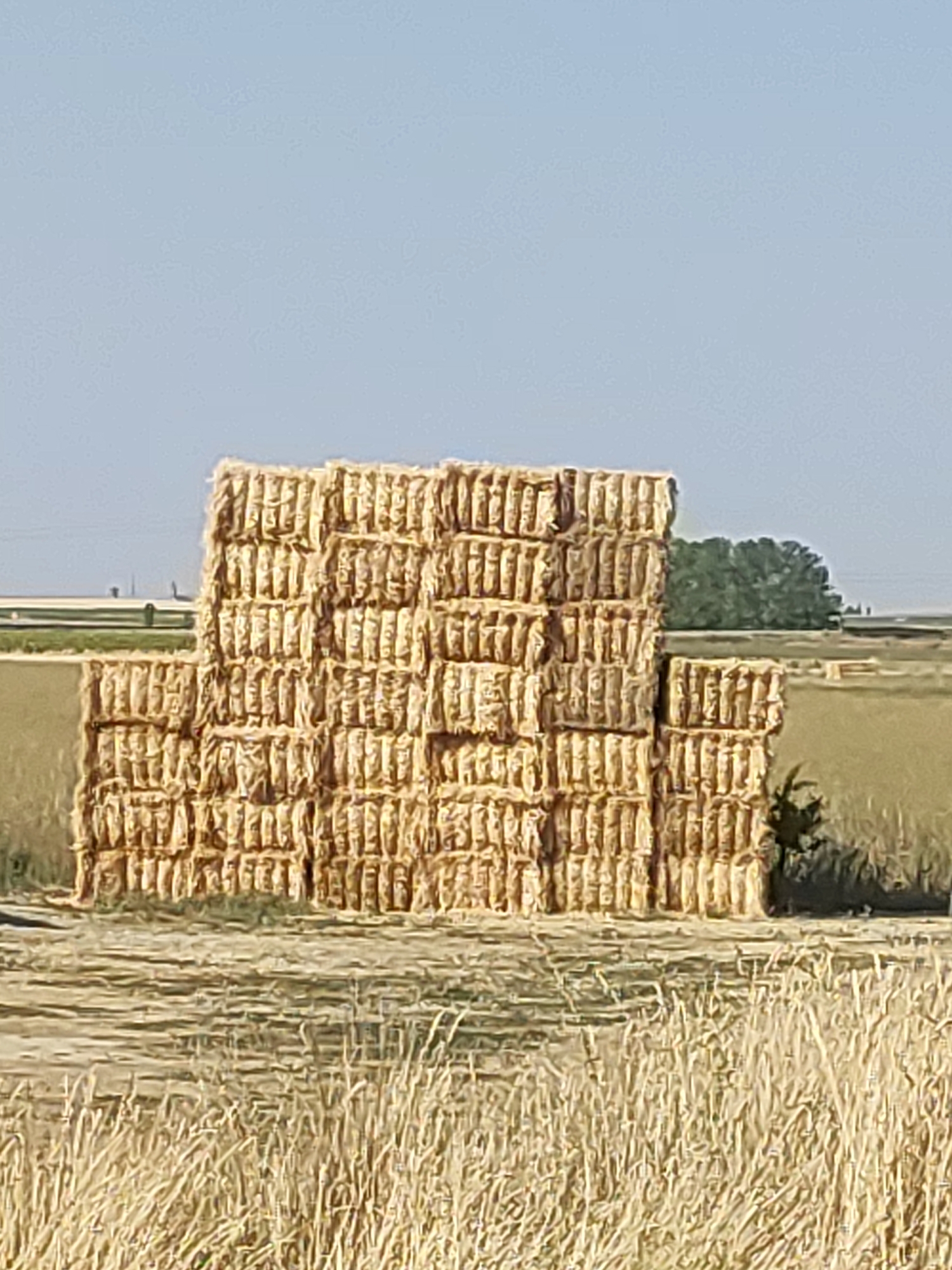 In Autillo De Campos, Spain, a large stack of rectangular hay bales is centrally located in a rural field under a clear, light blue sky. The hay bales are golden brown and stacked in a staggered pattern, forming a tall, dense structure. The surrounding environment consists of dry, golden-colored fields and vegetation, with a line of trees visible in the background to the right of the hay bales. The overall scene depicts a harvested agricultural landscape on a sunny day.