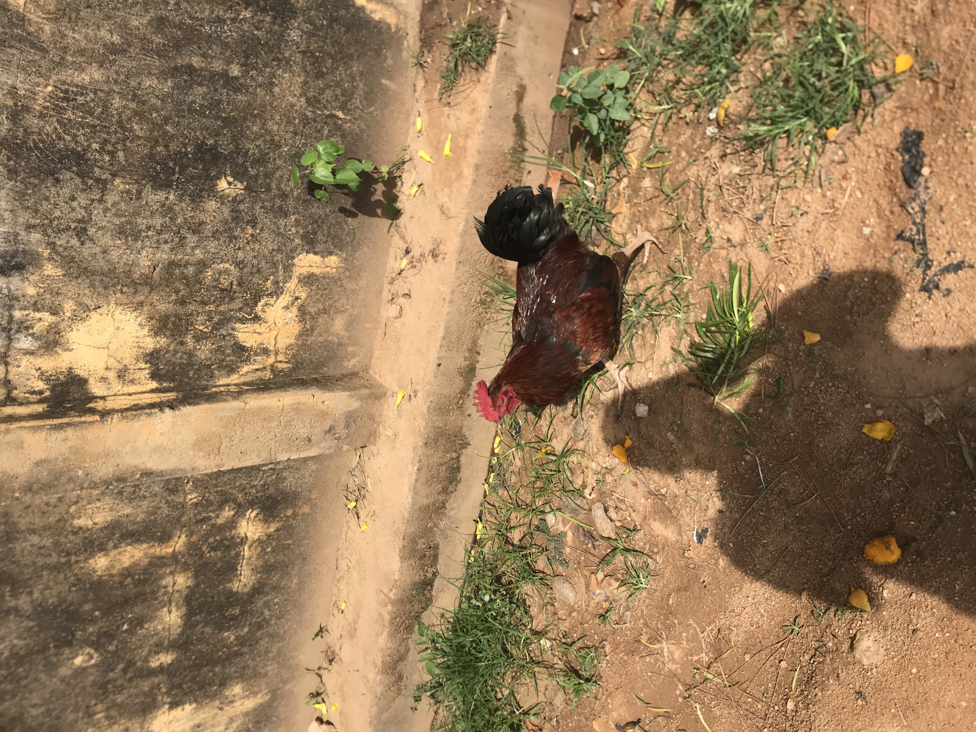 This image, captured in Rafin Par, Nigeria, depicts an outdoor scene under bright sunlight. The primary subject is a rooster, positioned towards the center-right of the frame. It features dark brown and black iridescent feathers, a ruffled black tail, and a prominent red comb and wattle on its head. The rooster appears to be foraging or observing something on the ground.
The setting comprises reddish-brown dirt and soil covering much of the right side, dotted with patches of green grass and small weeds. Several small, bright yellow objects, possibly petals or fruit pieces, are scattered across the earthen ground. To the left, there is a section of what appears to be worn, light-colored concrete or stone steps/wall, marked by dark, irregular stains that suggest age or dampness. Small green plants also grow alongside this concrete structure.
The presence of strong, defined shadows, including a large, indistinct human-like shadow on the far right, indicates that the photograph was taken on a clear, sunny day, likely during the midday or afternoon. The scene evokes a natural, rustic environment. There is no visible text in the image.