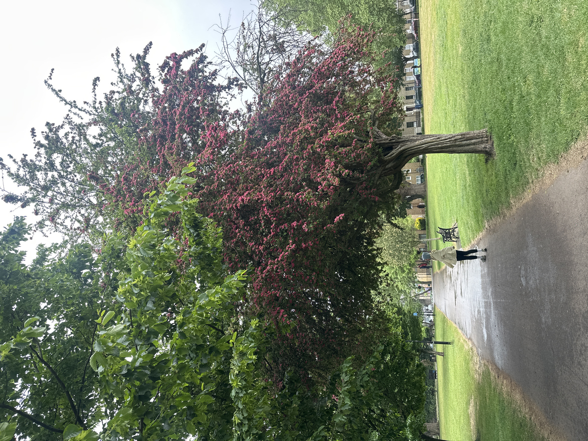 The image depicts a park scene, likely taken on a slightly overcast or rainy day, as the walkway appears damp. A mature tree, possibly a Hawthorn, is prominently featured, its branches laden with dark pink blossoms. Another tree with green leaves stands to its left. A person is walking along the paved walkway, seen from behind, wearing a light-colored coat, dark trousers, and a hat or hood. They appear to be moving away from the camera. A park bench is visible in the background along the walkway. Beyond the path, a grassy field stretches out, with residential buildings visible in the distance. The location is likely in a park in London, United Kingdom, given the architecture and style of the park environment.