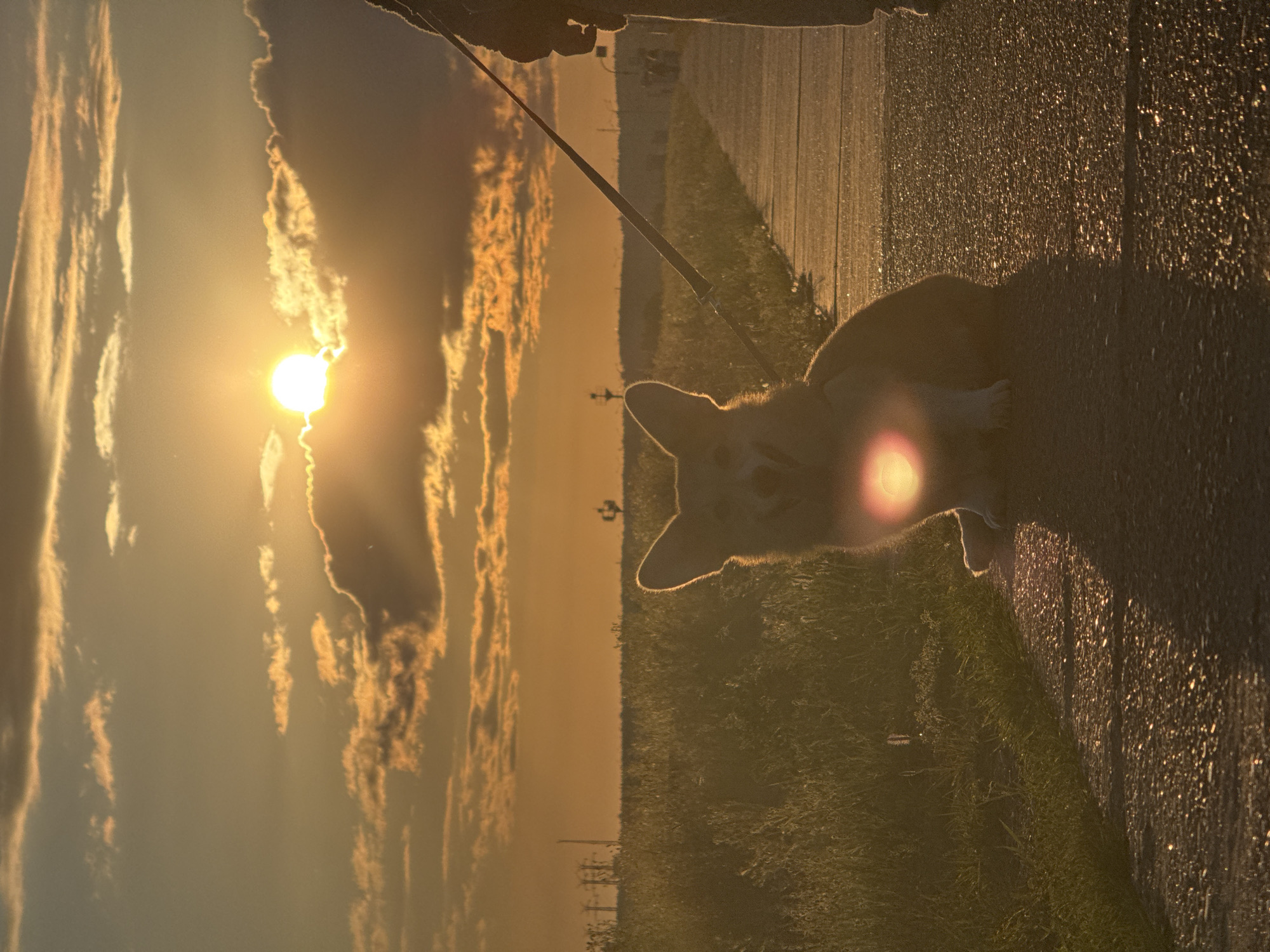 A Corgi dog is sitting on a paved path during sunset, silhouetted against the bright sun. The dog is on a leash, held by an unseen person to the right of the frame. The path is next to a grassy field. In the distance, a flat horizon line is visible, with some indistinct structures. The sky is filled with clouds illuminated by the setting sun, casting an orange glow over the entire scene. There is a lens flare in the center of the image, over the dog's chest. The scene appears to be an outdoor walkway or park area, possibly near a field or rural edge of a populated area, which could be consistent with areas within or on the outskirts of Chaikovsky, Russia, given the flat landscape and typical sunset conditions.
