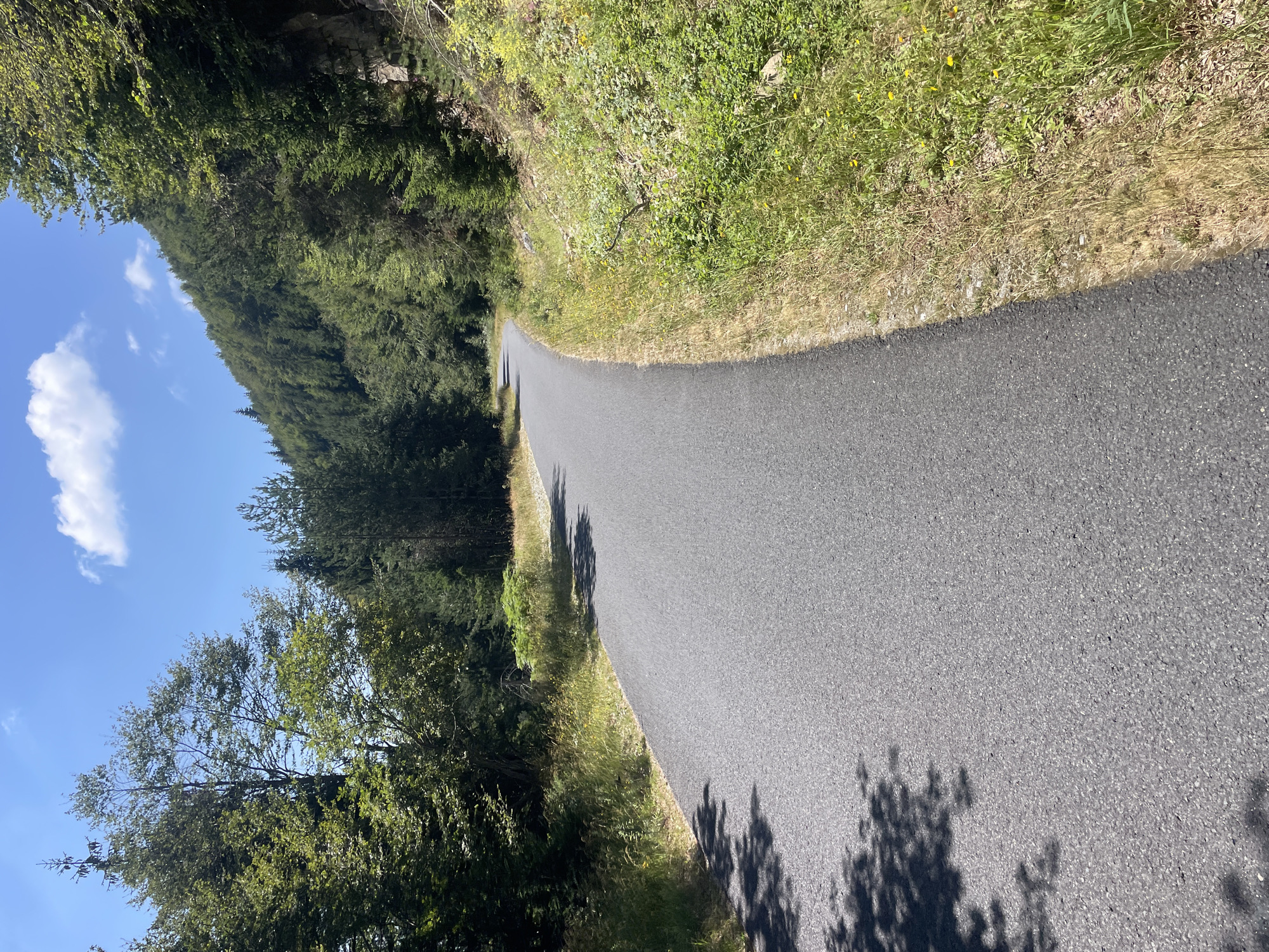 The image shows a paved road winding through a forest on a sunny day. The road is gray asphalt and is curving to the left and disappearing into the trees. On the right side of the road, there is a steep, vegetated slope with trees and bushes. The left side of the road is lined with grass and trees, with shadows from the trees falling across the road. In the distance, the forest continues up a hill, and the sky is blue with a few white clouds. The image depicts a natural landscape, likely a rural or mountainous area, possibly near Bosilkovo, Bulgaria, given the context provided, although no specific landmarks or urban features are visible to confirm this location. There are no people or animals present in the image.