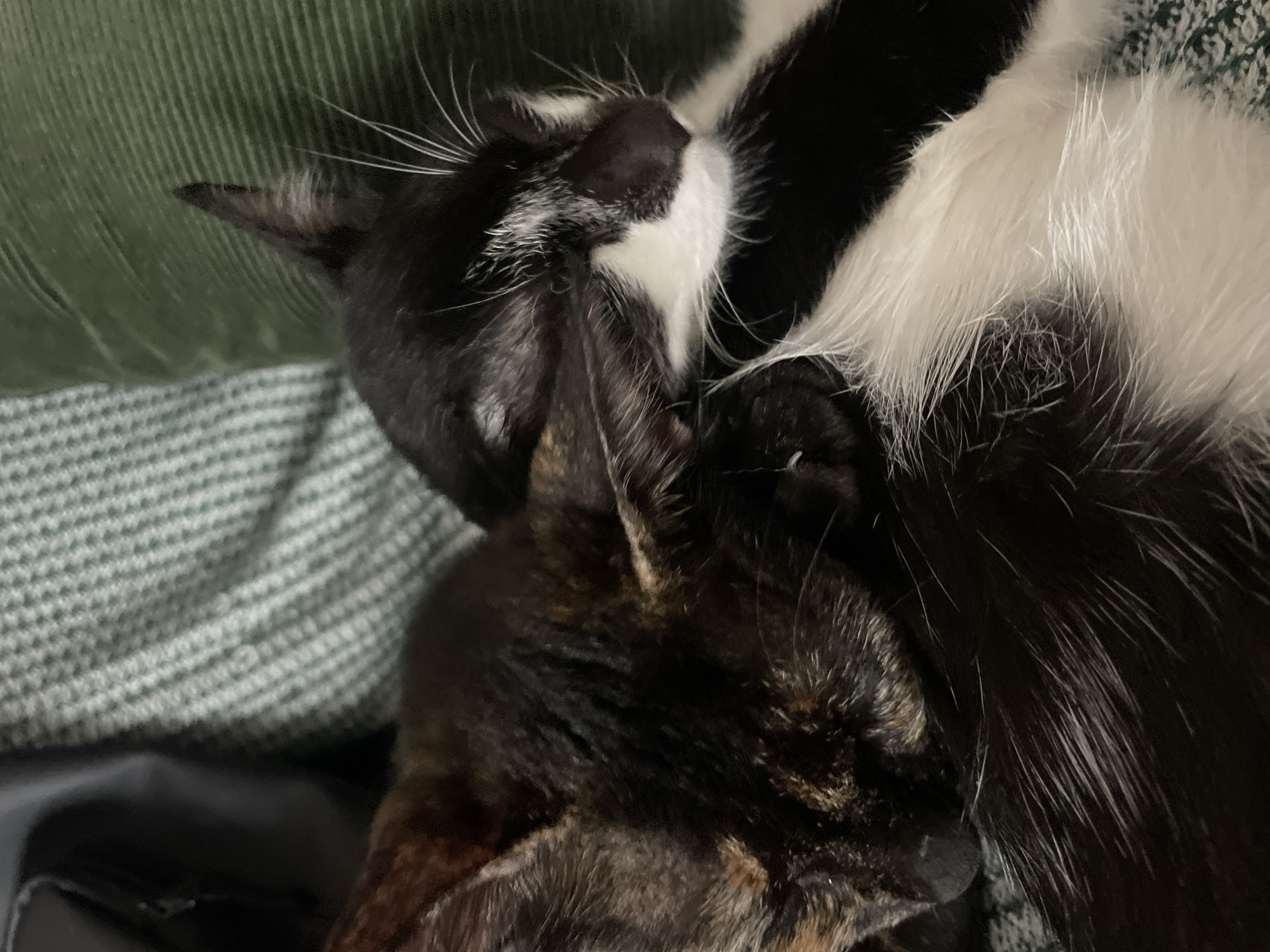 Two cats are lying closely together, one a black and white tuxedo cat and the other a tortoiseshell cat. They appear to be resting or sleeping. The background consists of a green textured fabric. The location is not discernible from the image and therefore cannot be determined to be Denpasar, Indonesia.