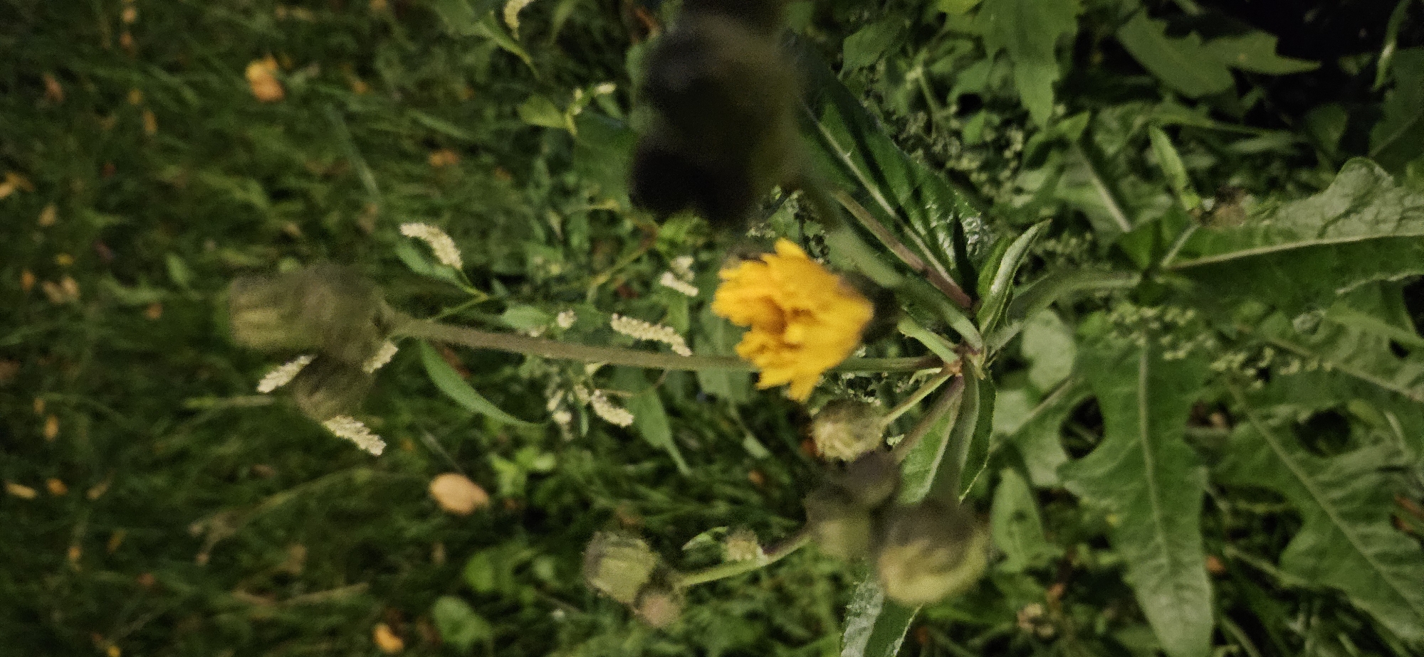 The image shows a close-up, slightly blurred view of a yellow wildflower, possibly a species of dandelion, in a grassy area. Several unopened flower buds are visible around the central bloom, as well as green leaves and stems. The background consists of more green foliage and hints of yellow fallen leaves scattered on the ground. There is no indication of any specific location within the city of Vitsebsk, Belarus. No people, animals, or specific actions are depicted. The lighting suggests it might be dusk or taken with artificial light.