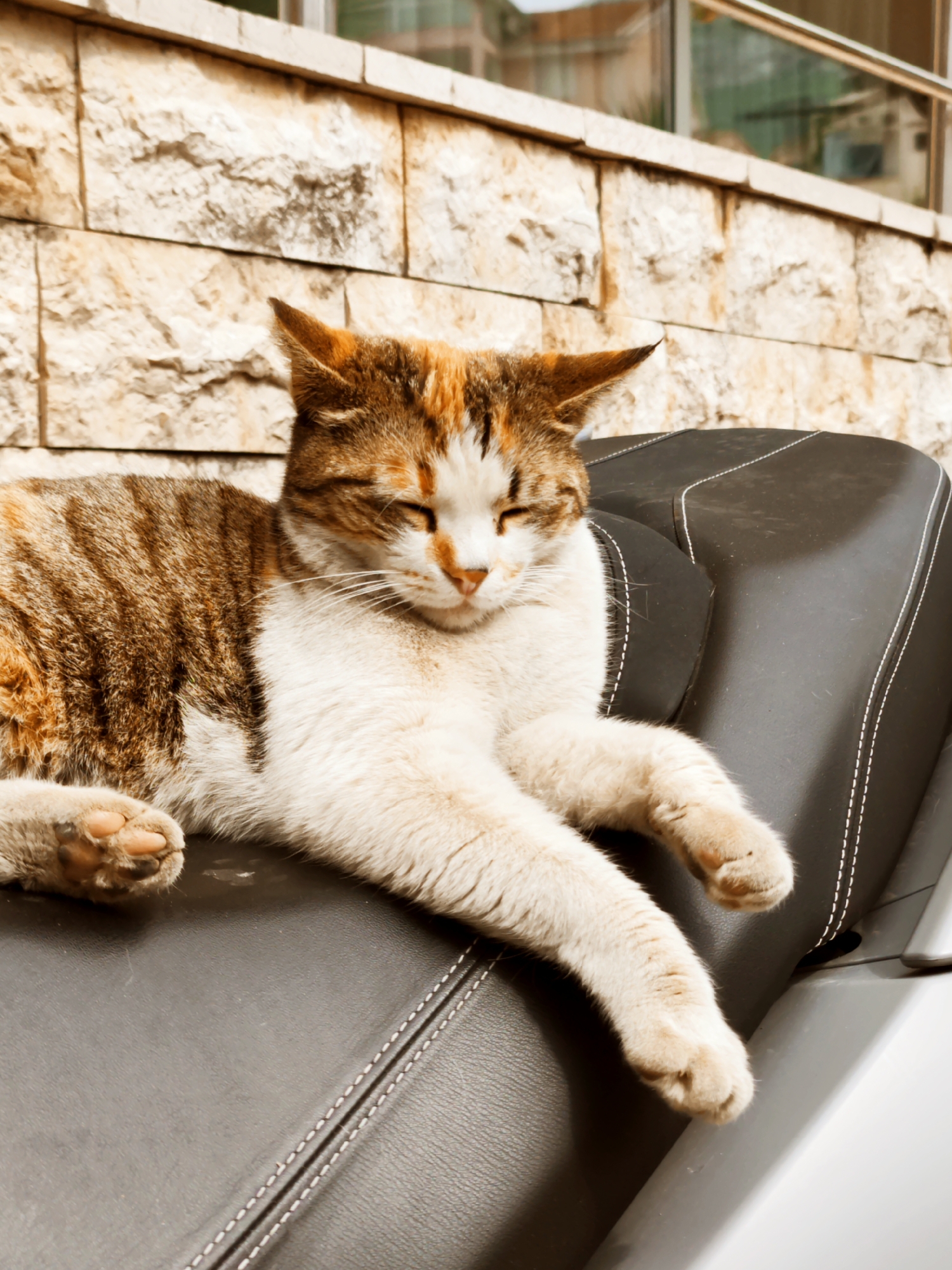 A tabby cat rests on the black leather seat of a vehicle, possibly a moped or scooter. The cat, with its eyes closed, has a coat of white, brown, and orange fur. The backdrop is a building with beige stone cladding and glass windows reflecting a nearby building. The scene is located in Budva, Montenegro, as indicated by the urban architectural details and the potential presence of motor scooters, common in European cities. The cat's relaxed posture indicates it is in a secure or familiar environment.