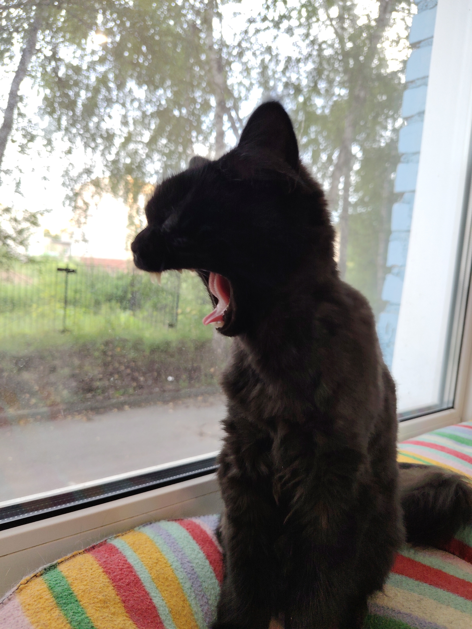 A black cat is pictured yawning while sitting on a colorful striped cushion by a window. The cat is facing to the left, with its mouth wide open, revealing its tongue and teeth. Through the window, trees and greenery are visible, suggesting an outdoor environment. The window frame and a brick wall are also present in the background. The scene appears to be indoors, likely in a residential setting. The image has a slightly overcast or low-light quality to it. The overall impression is one of a candid moment captured of the cat's natural behavior.