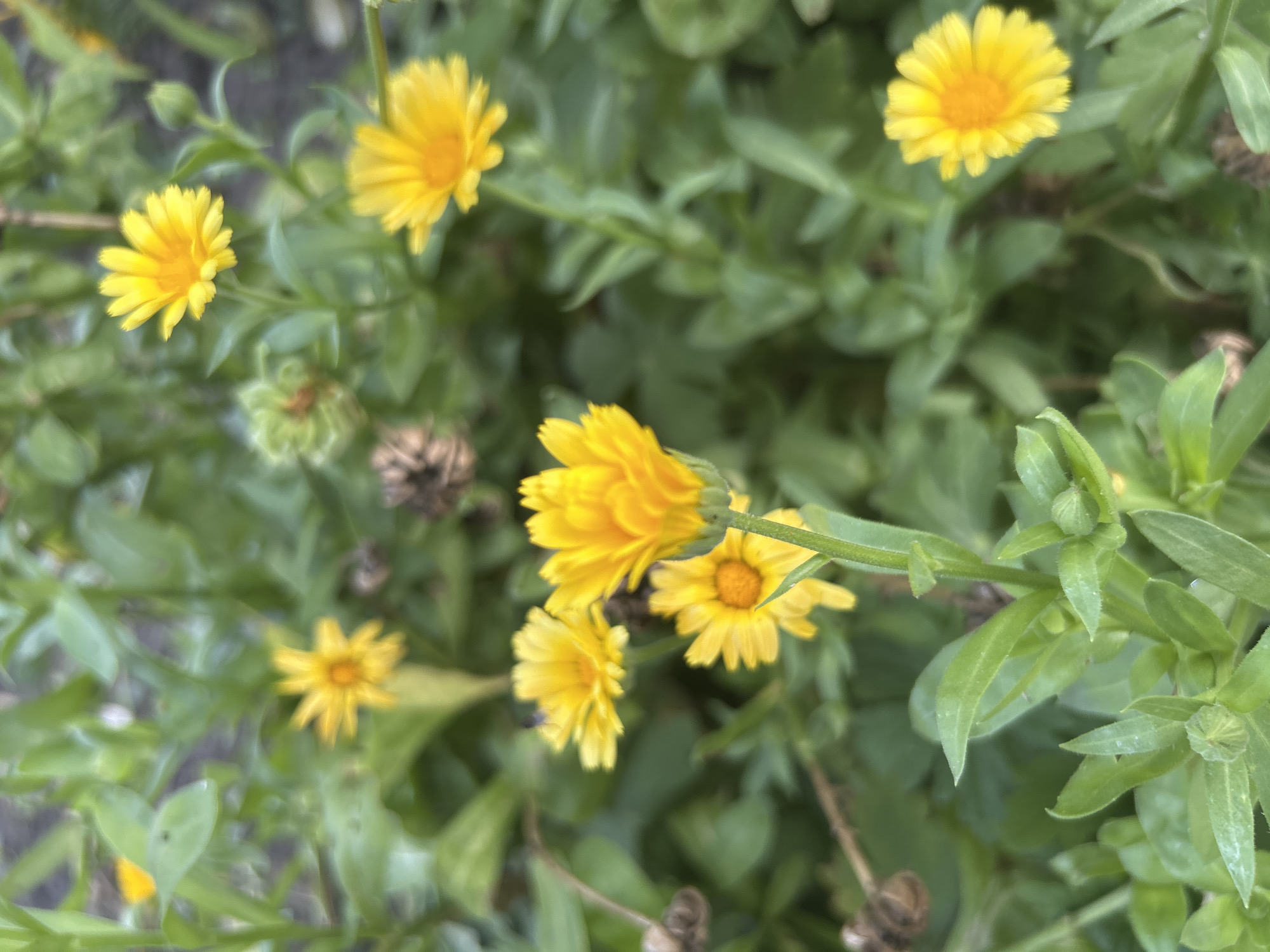 A medium shot captures a patch of bright yellow marigold flowers blooming amidst lush green foliage. The flowers exhibit a radiating petal structure with a slightly darker orange center. Some flowers are in full bloom, while others appear as buds or slightly wilted. The background is a blur of green leaves and stems, suggesting a garden or natural setting. There are no people or animals present in the image.
