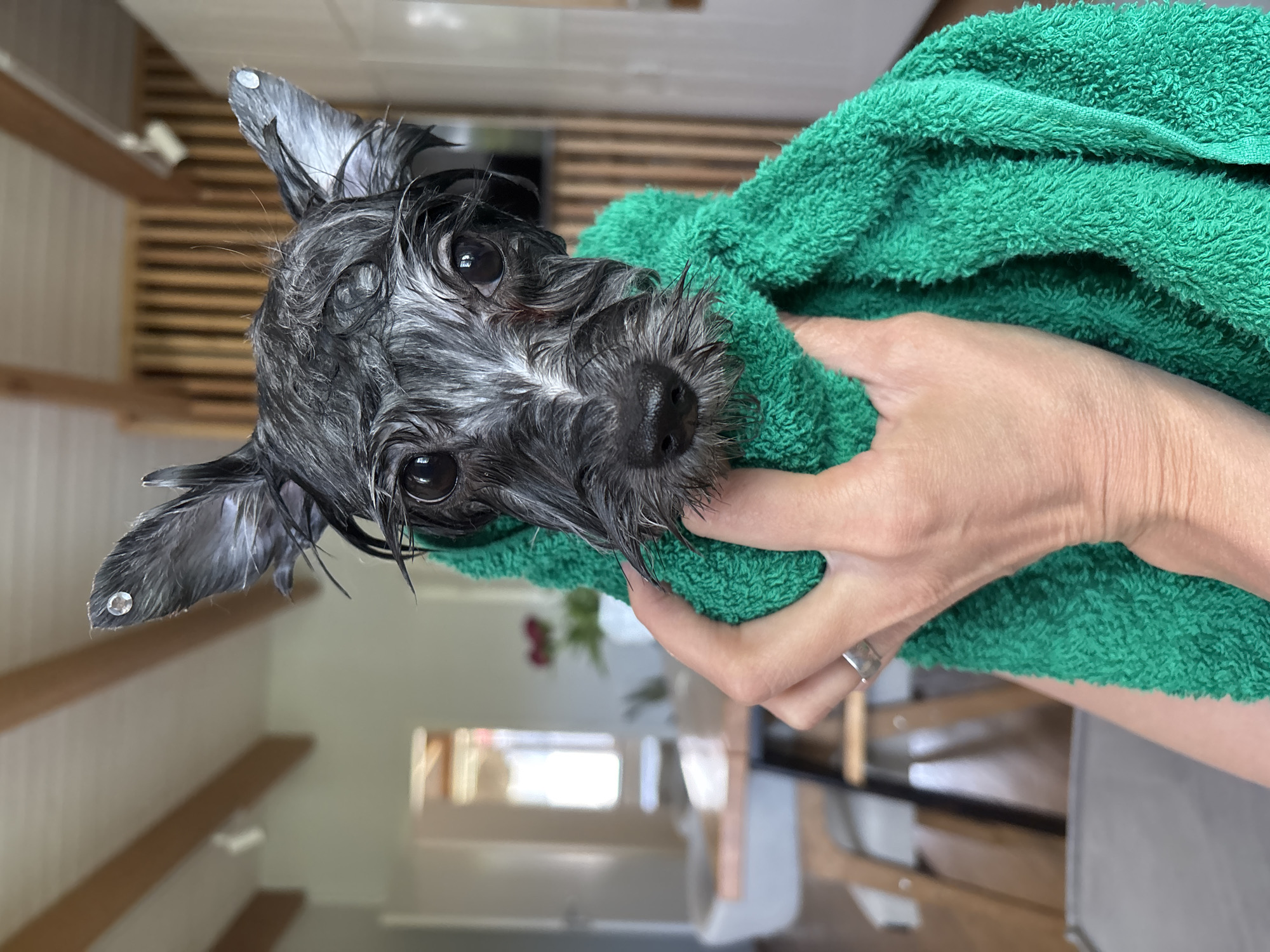 The image shows a close-up of a small, wet, black and white dog being held in a bright green towel. The dog's fur is slicked down, and its eyes are wide and dark. A human hand, adorned with a silver ring, is holding the towel around the dog. The background appears to be an indoor residential setting with wooden beams on the ceiling and blurred furniture. The image does not provide any information that would indicate the location is Chaikovsky, Russia.