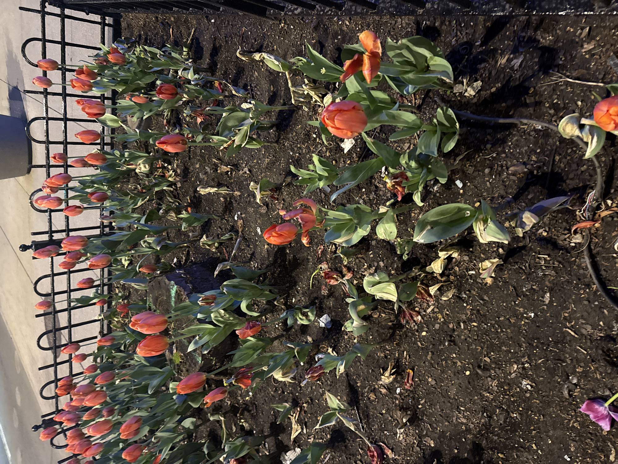 A flower bed filled with orange tulips and some green foliage is bordered by a black metal fence. The flower bed is likely located in a city in the United States, perhaps Chicago. The flowers are in various stages of bloom, with some fully open and others still in bud. The soil in the flower bed appears to be dark and moist. The lighting suggests it may be early morning or late evening.