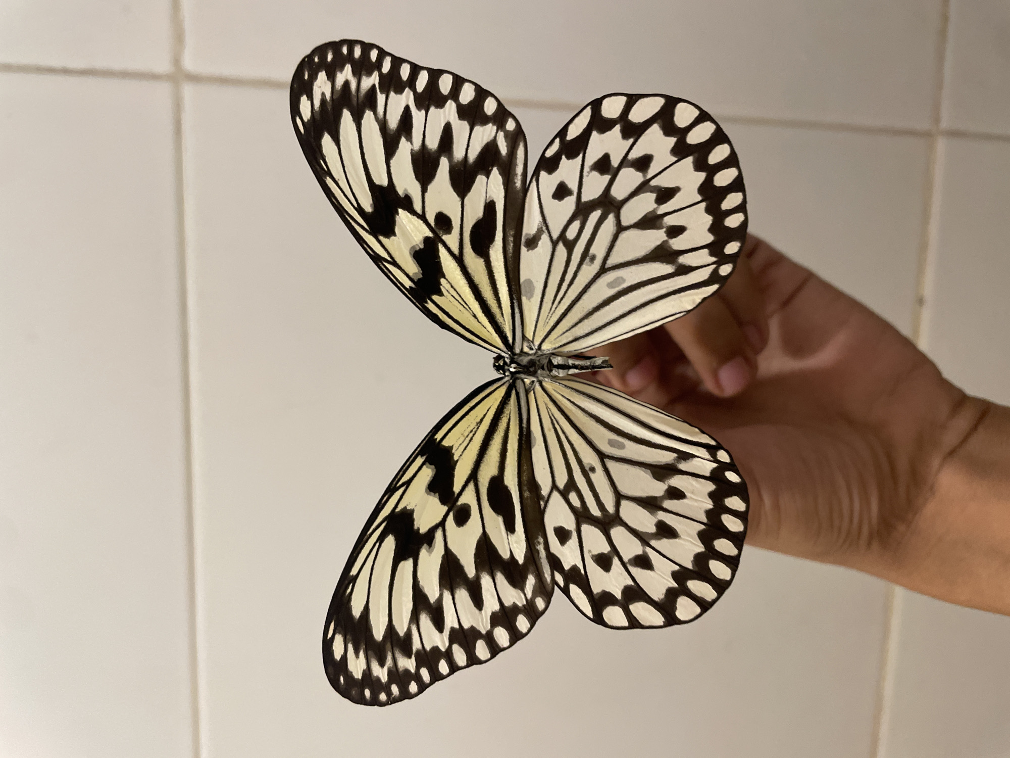 A human hand is prominently featured, holding a large Paper Kite butterfly (Idea leuconoe) with its wings symmetrically spread, centered in the frame. The butterfly displays a distinct pattern of bold black venation and irregularly shaped black markings against a translucent, creamy white to pale yellow background on its wings. A series of uniformly sized black spots lines the outer edges of each wing. The butterfly appears to be intact and well-preserved. The hand, with a medium brown skin tone, is visible gripping the butterfly's body from below. The background consists of a light-colored, possibly off-white, tiled wall, showing subtle horizontal grout lines in the upper portion and fainter vertical lines indicating a grid pattern. The scene is illuminated by soft, diffused lighting, suggesting an indoor setting within Davao City, Philippines.