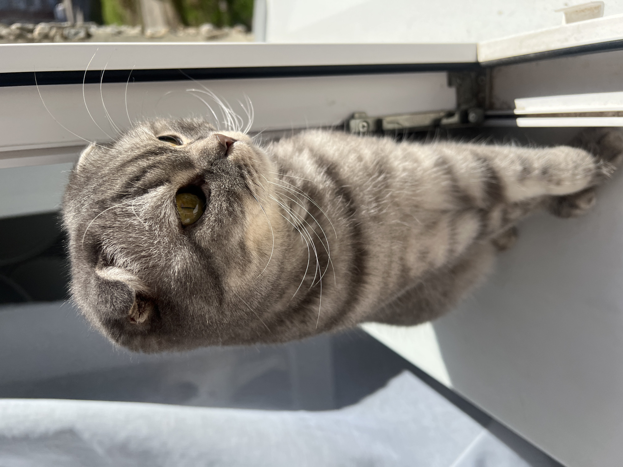 A gray tabby cat with folded ears lies on its side near a window frame. The cat is looking up and towards the light. The scene is indoors, but the specific location in Votkinsk, Russia, is indeterminable from the image.