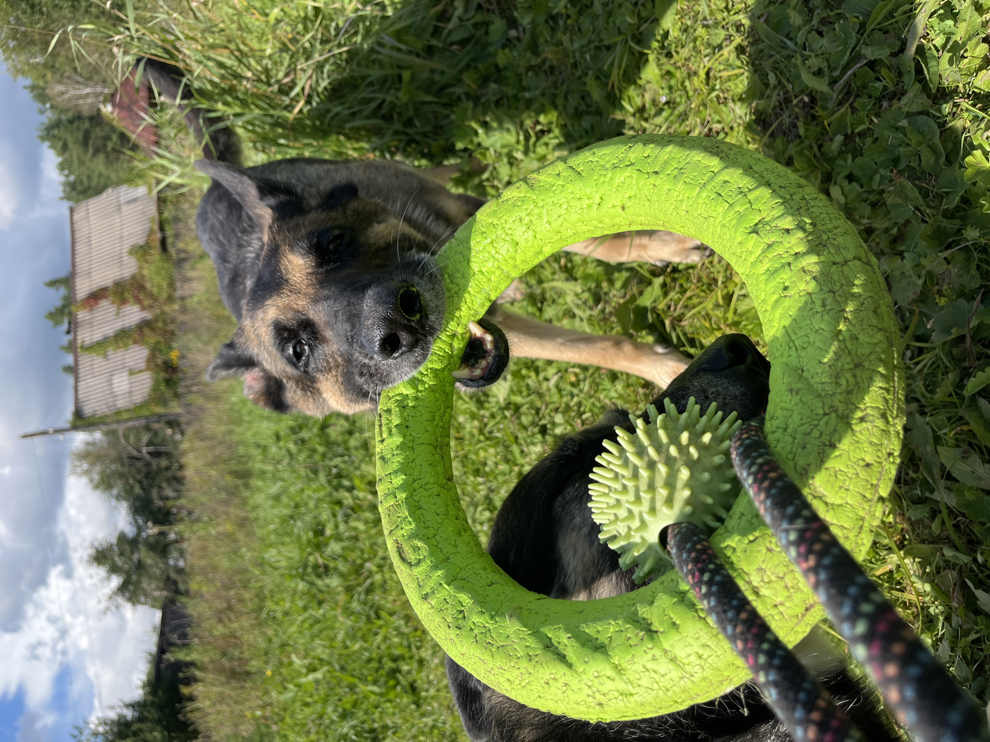 Two German Shepherd dogs are playing with a green ring toy in a grassy field. One dog is in the foreground, its head obscured by the toy, while the other dog is in the background, holding a portion of the toy in its mouth. The scene appears to be in a rural or suburban area, with a building and trees visible in the distance. The lighting suggests it is daytime with a partly cloudy sky.