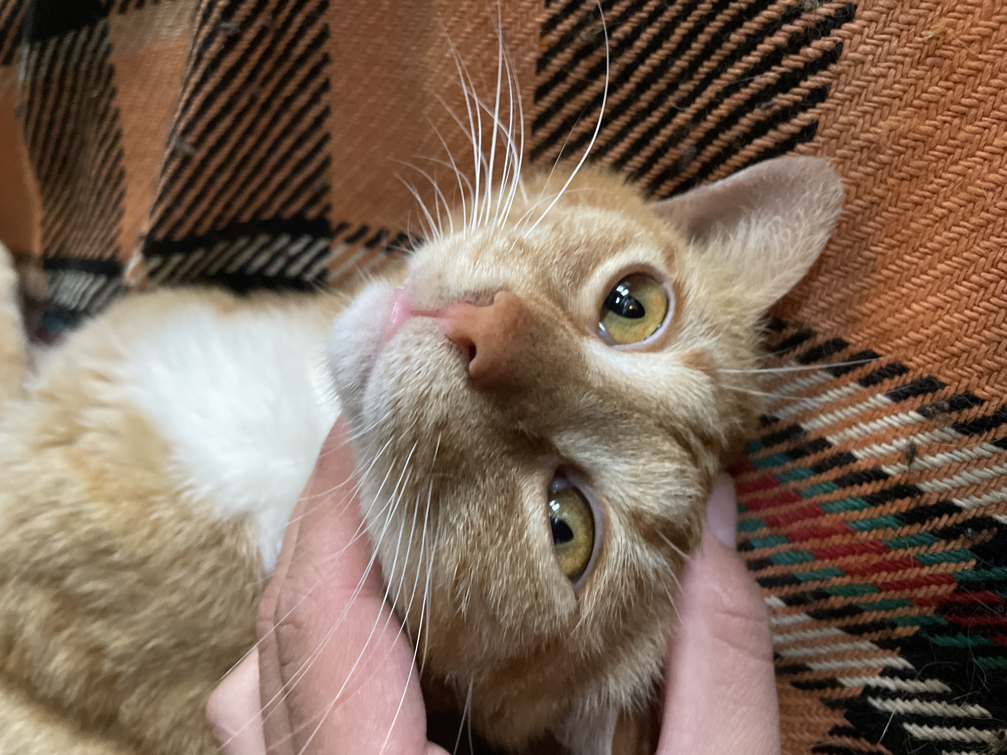 An orange and white cat is lying on its back on a plaid blanket. A hand is holding the cat's head, stroking its face. The cat's eyes are yellow and its nose is pink. The blanket is orange, brown, and white with a plaid pattern. There is no identifiable location within Zlatograd, Bulgaria.