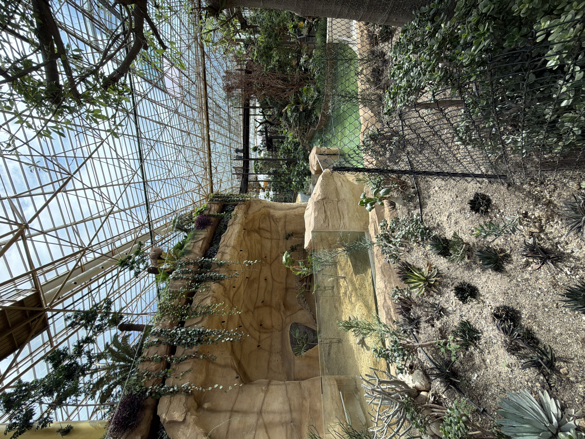 This image depicts an indoor tropical garden exhibit at Pairi Daiza, a zoo and botanical garden located in Cambron-Casteau, Belgium. The scene is enclosed by a large, geodesic dome structure with a transparent, lattice-like roof, allowing natural light to filter in.
In the foreground, a sandy enclosure is visible, bordered by a glass barrier. Several arid-climate plants, including various succulents and aloe vera varieties, are planted in the sandy substrate. A black wire fence runs along the right side of the foreground, separating the exhibit area from the viewer's perspective.
Behind the glass enclosure, a man-made rock formation dominates the mid-ground. Water cascades down the rock face in places, and lush green vines hang from its upper ledges. A small pool of turquoise water is situated to the right of the rock formation.
Further back, a raised wooden walkway with railings is visible, populated by several visitors. They appear to be observing the exhibits from above. The background reveals a dense arrangement of tropical foliage, including trees and various plants, creating a lush, jungle-like atmosphere. The overall impression is that of a carefully curated and immersive environment designed to replicate a natural habitat within an enclosed space.