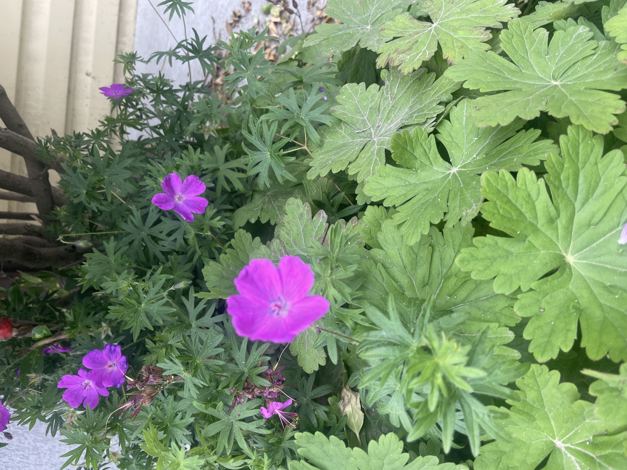 The image shows a close-up of several herbaceous perennial flowering plants in a garden setting. The plants feature green foliage with distinct palmate leaves, exhibiting both deeply divided and softly scalloped edges. Several purple flowers with five petals are visible among the greenery. The location is difficult to ascertain based on the visual information provided; however, the presence of certain plant species might suggest the scene is in Olginka, Russia, if these plants are commonly cultivated there. The immediate environment includes a light-colored surface or wall in the upper left corner and what appears to be a section of a wooden structure in the lower left. There are no visible people, and the primary action is the natural growth of the plants. The interaction appears to be solely between the plants and their environment. The overall environment is that of a garden or planted area.