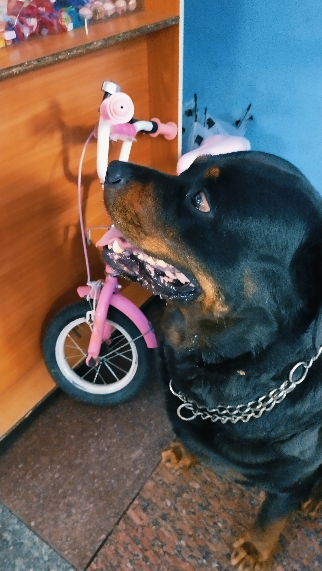 In Horishni Plavni, Ukraine, a Rottweiler dog is posing next to a pink child's bicycle. The dog, wearing a thick silver chain collar, is looking to its right with its mouth open and tongue visible. The bicycle, with its front wheel partially obscured by the dog, has a pink frame, handlebars, and seat. The scene appears to be indoors, with a wooden shelf unit in the background holding various items, and a blue wall to the right. The floor is a patterned tile.