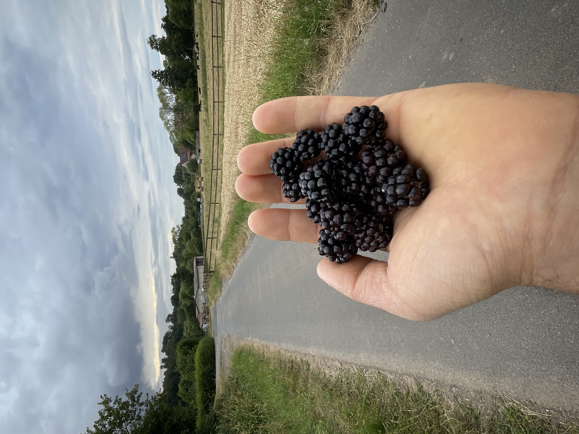 A person's hand, palm up, is filled with fresh blackberries. The hand is in the foreground, with the blackberries covering a significant portion of the palm and fingers. The background depicts a rural scene in Rückershausen, Germany. A paved path runs alongside a grassy verge. Beyond the path, there's a field of dry grass or straw, bordered by a wooden fence. In the distance, trees and some buildings, possibly farmhouses, are visible. The sky is overcast with clouds, suggesting a late afternoon or early evening time of day. The lighting is soft, with no harsh shadows. The overall mood is peaceful and natural. There is no visible text in the image.