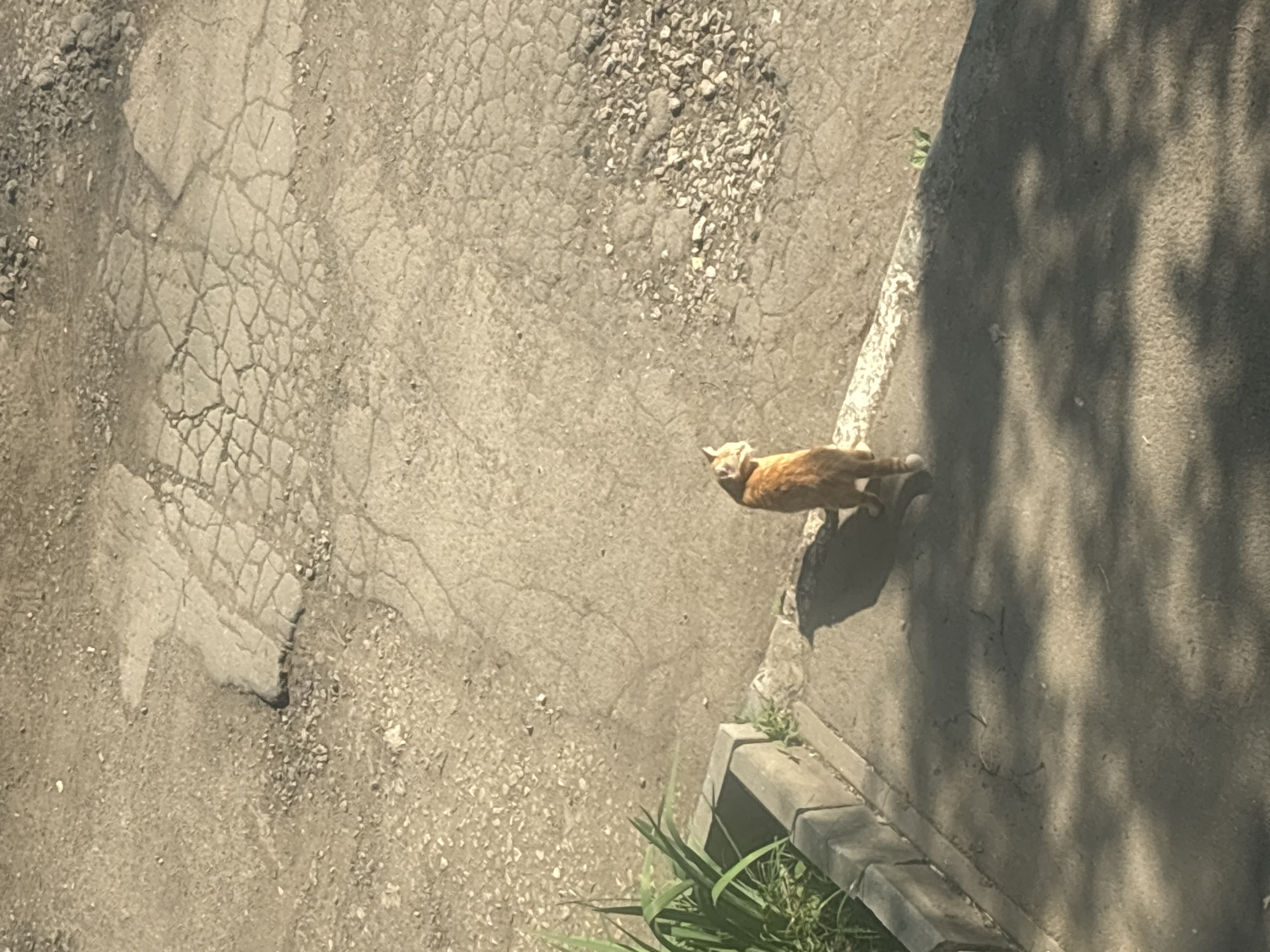 An orange cat stands on a cracked pavement area, looking to its left. In the background, a patch of ground is covered with broken rocks and gravel. To the left of the cat, there is a concrete curb with some green plants growing behind it. The scene appears to be outdoors, possibly in a city like Novinki, Russia, given the weathered pavement and urban vegetation. The lighting suggests it is daytime, with shadows cast on the ground, indicating sunlight.