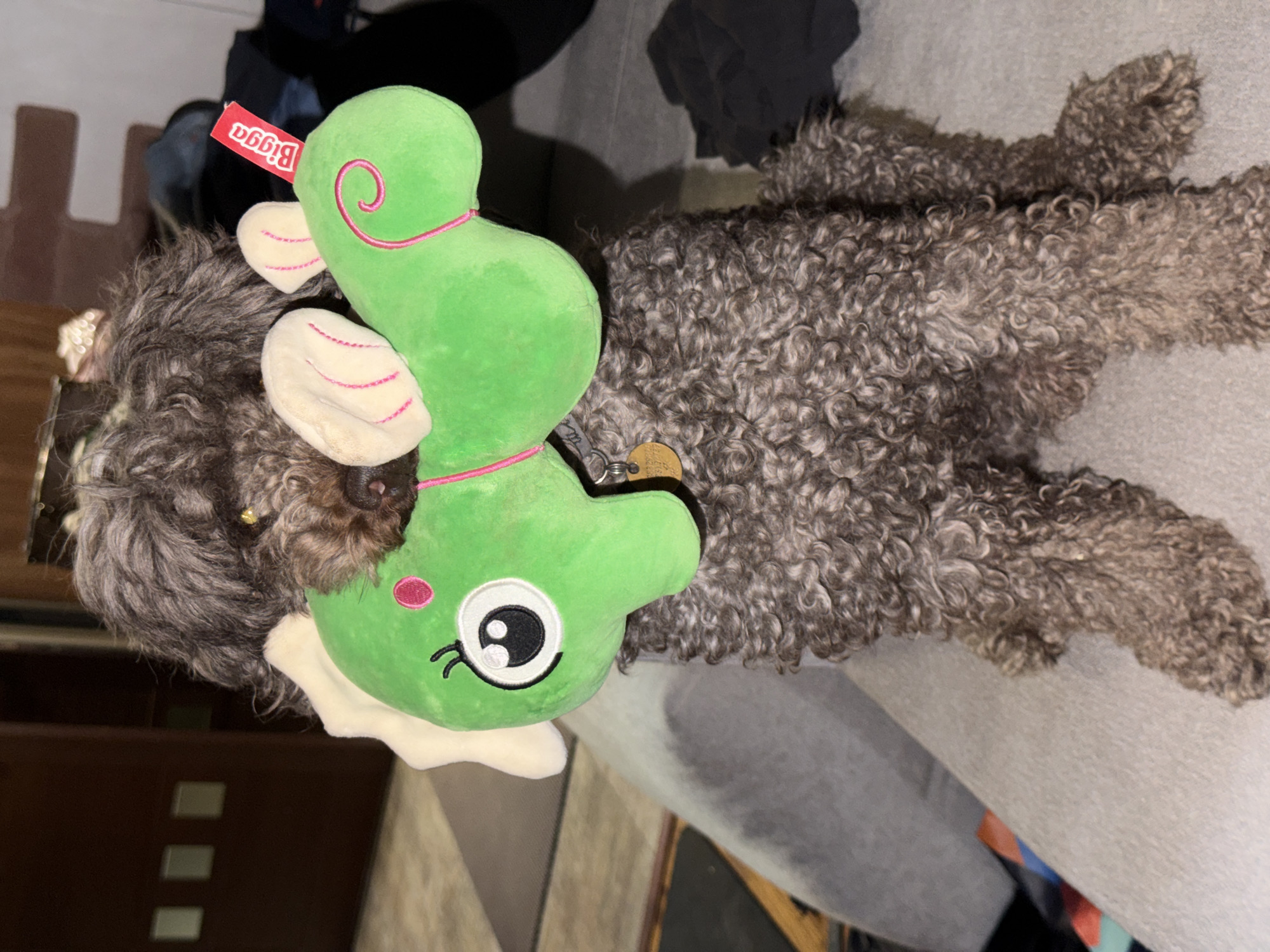 A dark grey poodle, with curly fur, sits on a light grey couch, holding a green stuffed seahorse toy in its mouth. The toy has a white and pink trim and a red "Bigga" tag. The dog has a small round tag attached to its collar. The background shows a wooden door with three square panels and some stacked clothing on a darker surface. The scene appears to be indoors. This image is not located in the city of Krasnoyarsk, Russia.