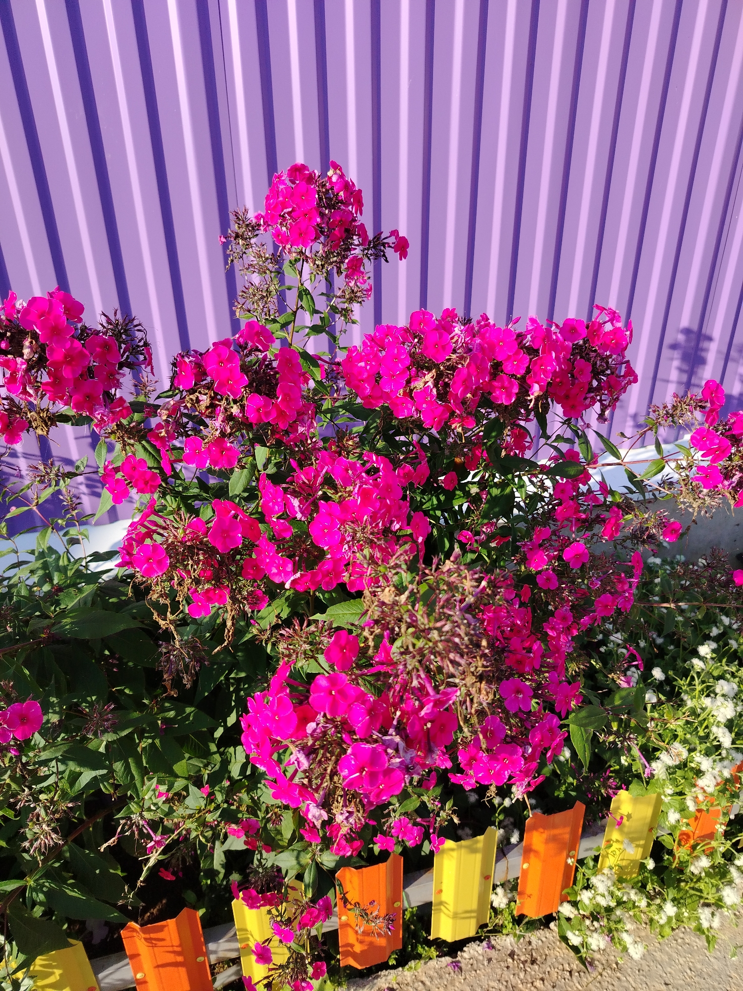 A medium shot captures a vibrant cluster of fuchsia phlox flowers in full bloom, with some spent blossoms and seed heads visible. The flowers are set against a backdrop of a corrugated purple metal fence, which is bathed in sunlight, casting distinct vertical shadows. In the foreground, a low-profile decorative fence made of brightly colored sections – orange, yellow, and red – runs horizontally across the bottom of the frame. Small white flowers are interspersed among the phlox and along the decorative fence. The scene appears to be outdoors, possibly in a garden or yard in Rusalevka, Russia, given the context of the location. The lighting suggests it is daytime, likely sunny. No people are present in the image.