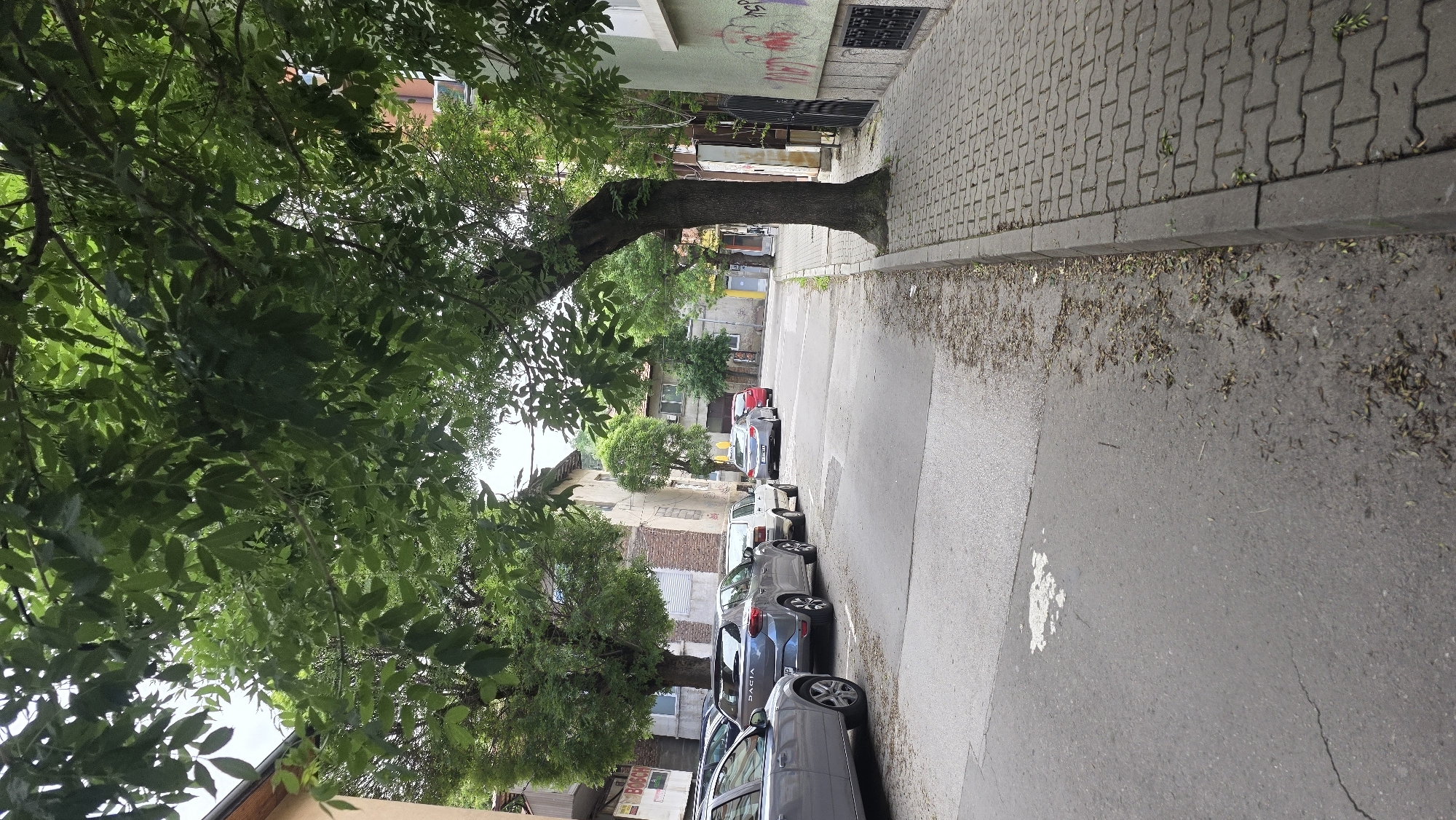 The image shows a street scene in Blagoevgrad, Bulgaria. Several cars are parked along the side of the road. A large tree with dense green foliage overhangs the street, its trunk emerging directly from the sidewalk. Buildings of varied architectural styles line the street. The sidewalk is paved with interlocking concrete blocks. The road surface is asphalt, showing signs of wear and repair. The image is taken from an elevated perspective and rotated to the left.