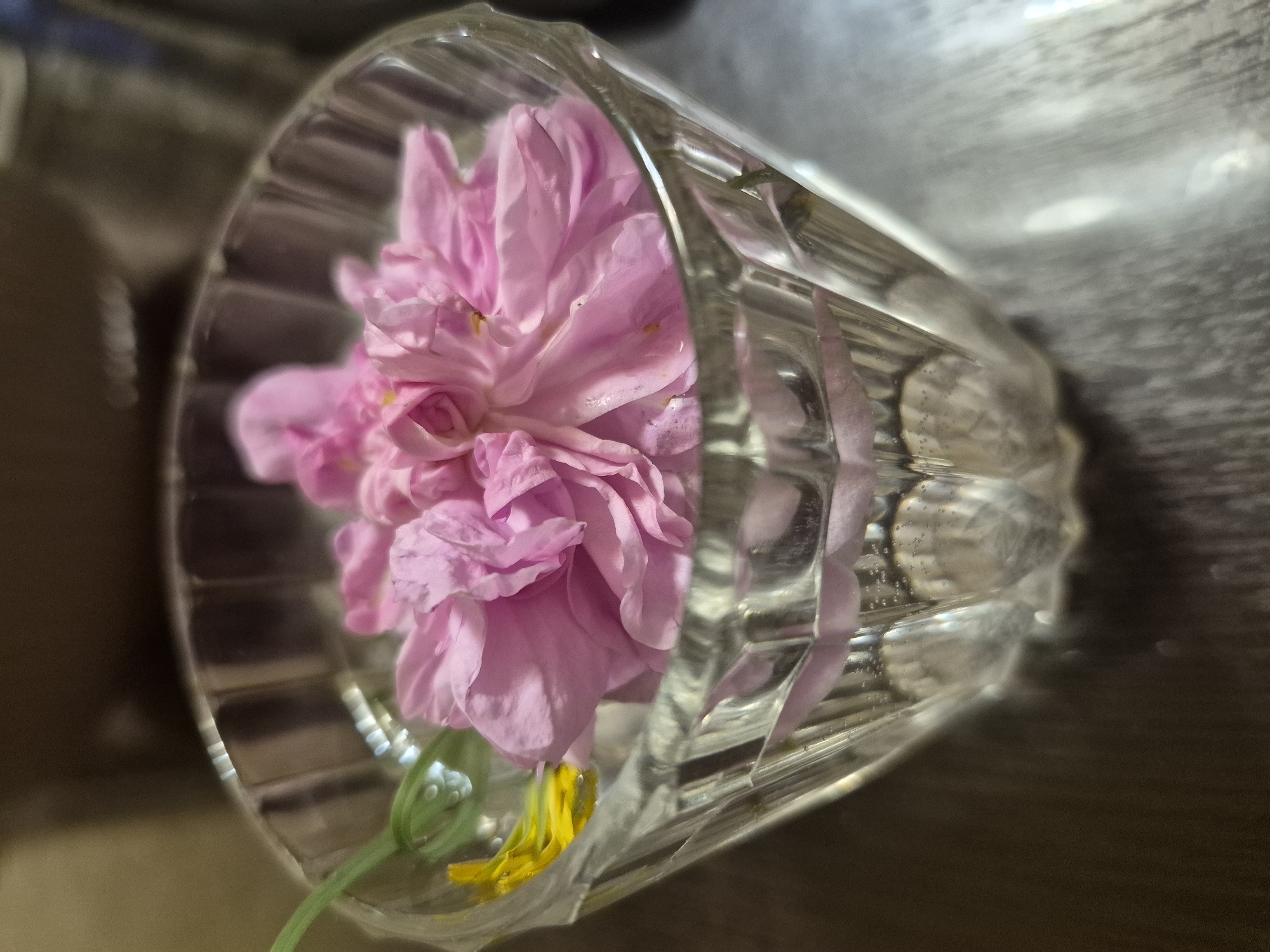 A single pink flower is inside a clear, faceted glass tumbler. A broken yellow flower stem and unopened flower buds are submerged in water at the base of the tumbler. The tumbler is lying on its side on a brown surface. The background is out of focus. The image was taken in Yerevan, Armenia.