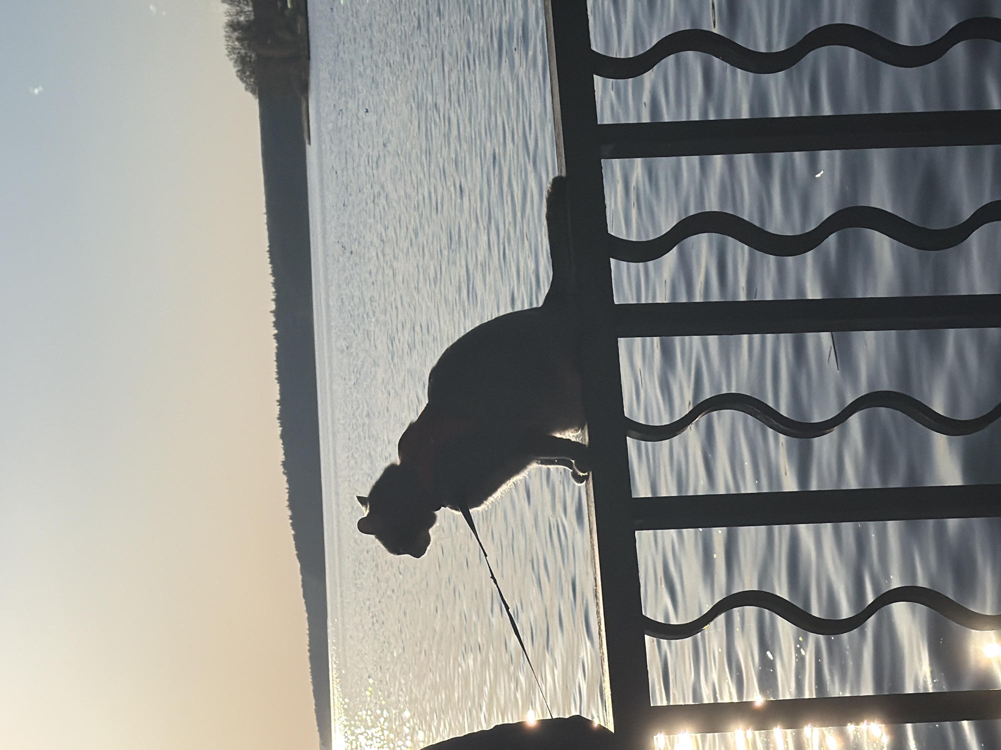 A cat stands on a ledge or platform, silhouetted against a body of water and the distant shoreline. The cat is wearing a harness and leash. A metal railing with a wavy design is visible to the right of the cat. The water reflects sunlight, and the sky appears bright, suggesting it is either sunrise or sunset. Based on the landscape and similar images, it is likely taken near the Votkinsk Pond in Votkinsk, Russia.