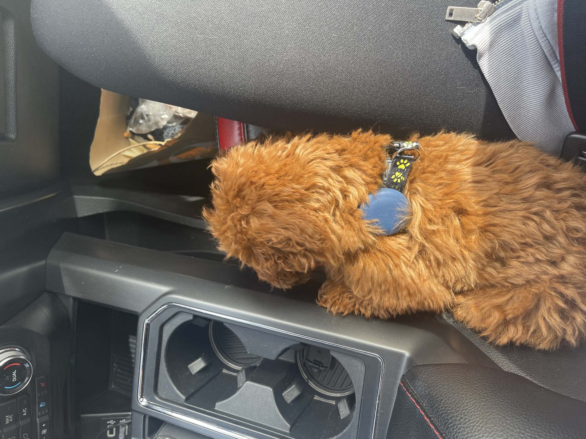 The image shows a small, brown, furry dog with a blue tag and a paw-print patterned collar laying on the center console of a vehicle. The console includes cup holders and climate control buttons. Part of a zipped-up garment or bag is visible on the seat beside the dog. The location is impossible to determine from the image.