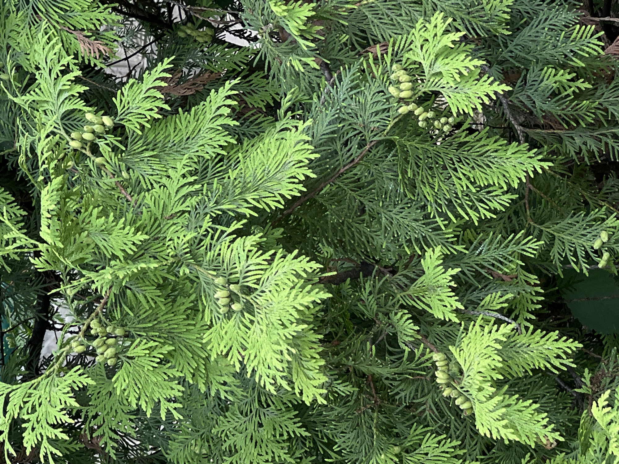 The image shows a close-up of green foliage and small, light-green cones on a tree branch. The leaves are scale-like and arranged in flattened sprays, characteristic of a conifer. The background is out of focus but appears to be a mix of darker green foliage and possibly some sky or structure. There are no people, animals, or man-made objects clearly visible. The image is taken from a slightly elevated angle, looking down into the branches of the tree. The lighting suggests it is daytime, with some dappled light filtering through the leaves. There is no information available to indicate the location in Almaty, Kazakhstan, as the image itself does not contain any discernible landmarks or identifying features.