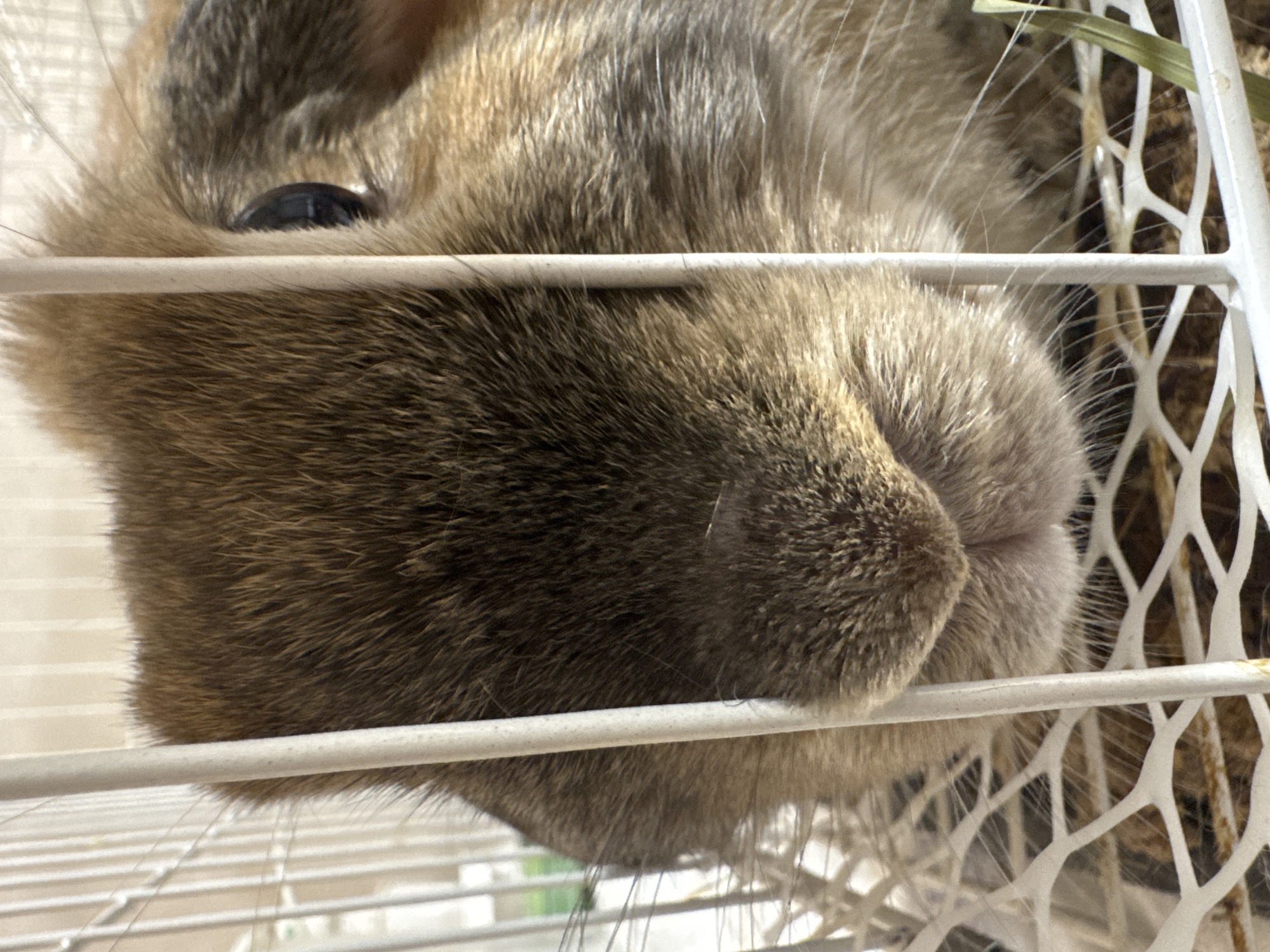 An upward-angled close-up shot captures the head of a small, furry animal, likely a rabbit, pressing against the white bars of a cage. The animal's fur is a mottled brown and grey, appearing soft and dense. Its left eye, dark and round, is partially visible, peeking above a horizontal bar. Below this bar, the animal's snout and upper lip are pressed against the cage, with the texture of its fur evident.
The animal appears to be lying on its back or upside down from the viewer's perspective, with its head turned to the left. The white cage bars form a grid pattern, with some sections having a more intricate mesh design on the right side. Behind the mesh, traces of hay or straw are visible, indicating the animal's bedding or food source. The lighting is bright, suggesting daytime. There is no visible text in the image. The setting is clearly an indoor pet enclosure. While the image itself offers no specific geographical cues, the provided context indicates the location is Izhevsk, Russia.