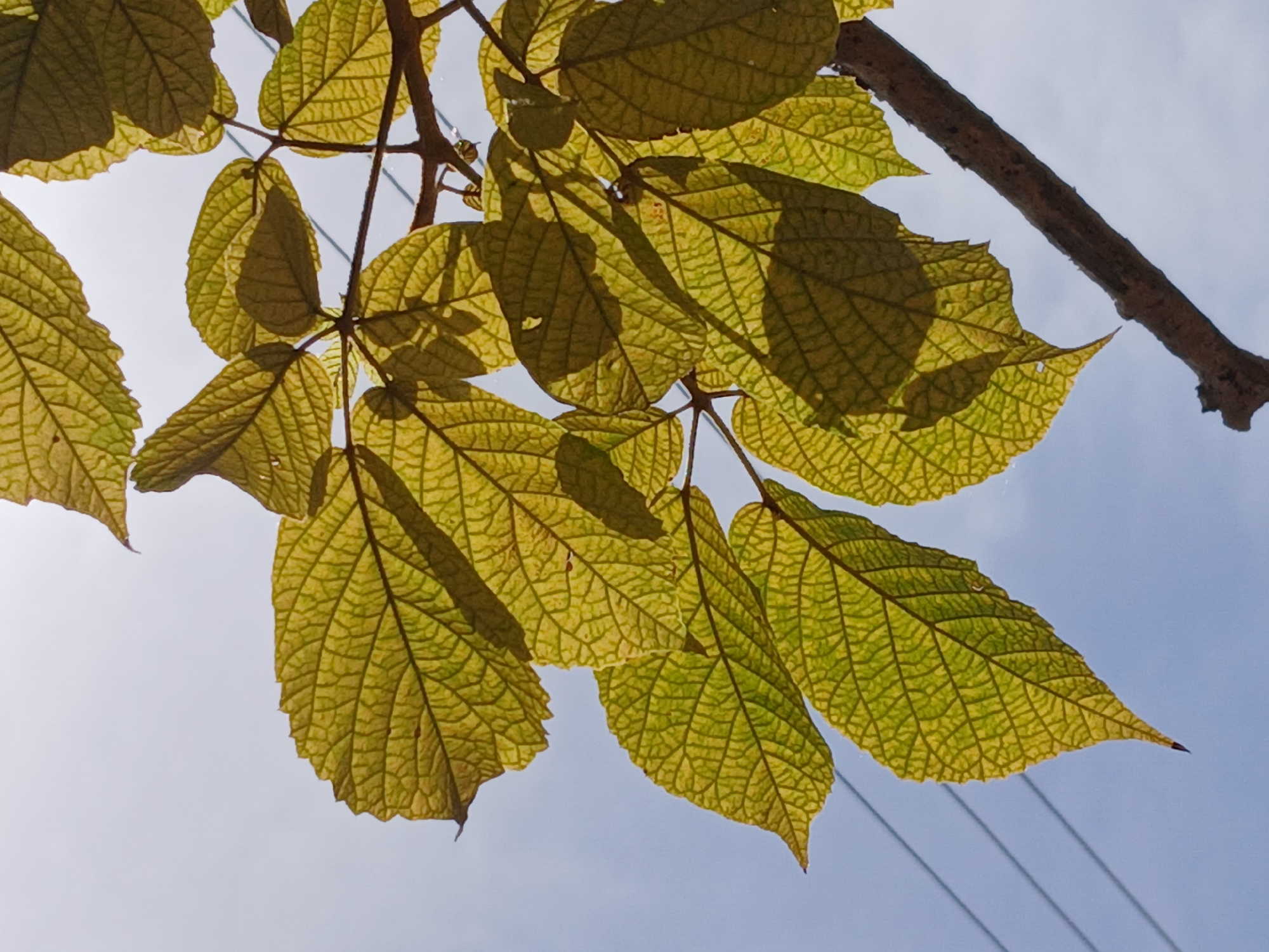 The image depicts leaves and a branch of a tree against a light blue sky. The leaves are various shades of green and yellow, with prominent vein patterns. Some leaves are partially obscured by shadows. A single, bare branch extends from the top right corner. Three utility cables are visible in the lower right corner. The location is purportedly Ciudad Guayana, Venezuela. No people, actions, or interactions are visible in the image.