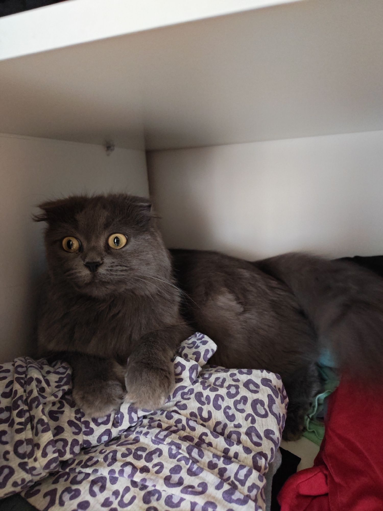 A dark gray Scottish Fold cat with large yellow eyes is perched on a pile of folded clothes in a closet. The cat is facing left with its ears folded back. One of its front paws rests on a white cloth with a purple leopard print pattern. The background of the closet is plain white. The scene is indoors.