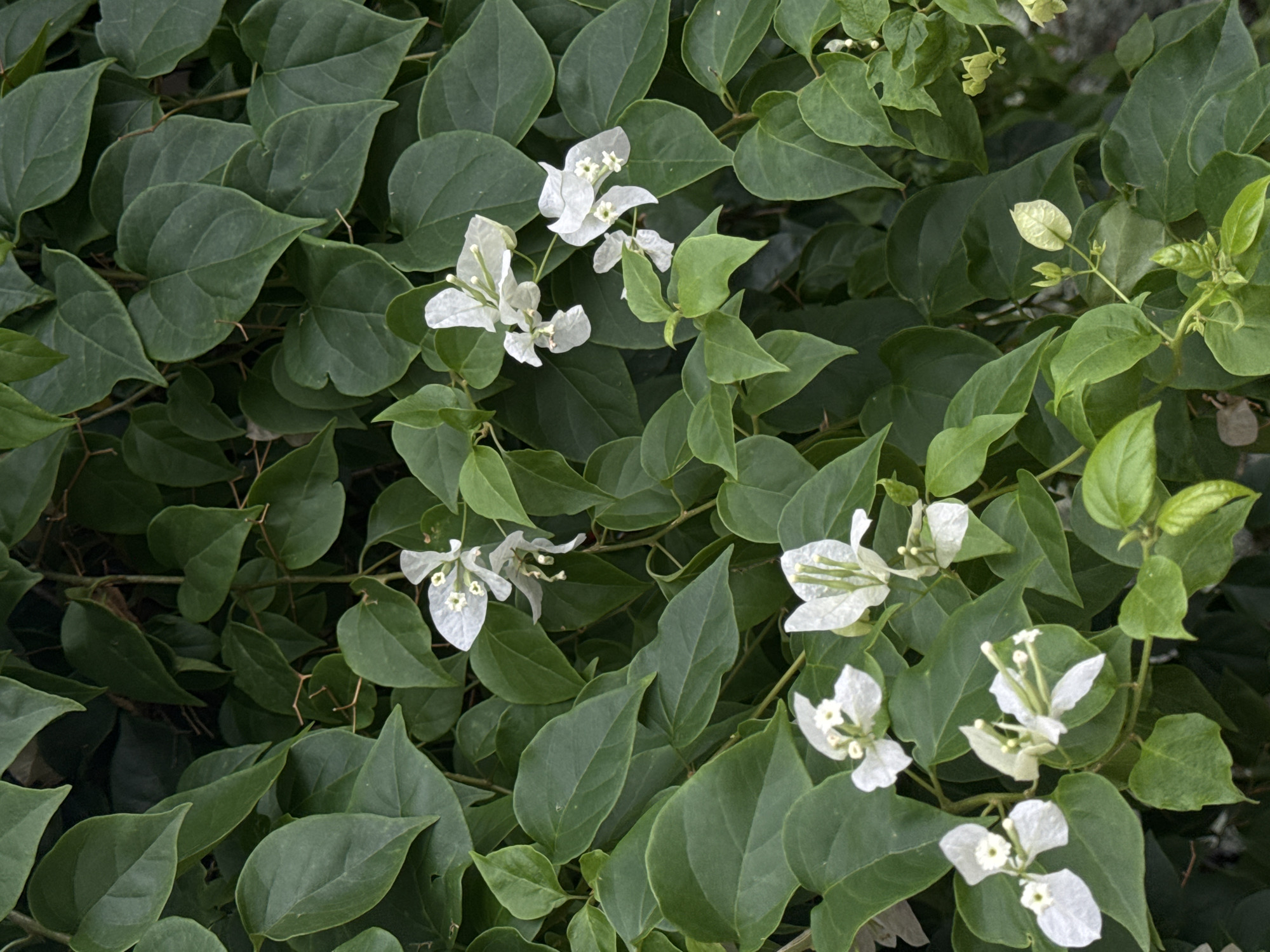 This image captures a close-up view of a dense cluster of green leaves and white flowers, likely Bougainvillea, which is commonly found in the region. The leaves are broad and heart-shaped, with a deep green hue. Several delicate white flowers, each with a thin, papery appearance and prominent stamens, are scattered throughout the foliage. The overall impression is one of lush vegetation. The image does not depict any people or specific structures, but the abundance of the plant suggests an outdoor environment in a tropical or subtropical climate. Given the context of Chư Sê, Vietnam, this scene is consistent with the natural flora found in residential gardens, parks, or natural landscapes within the city.