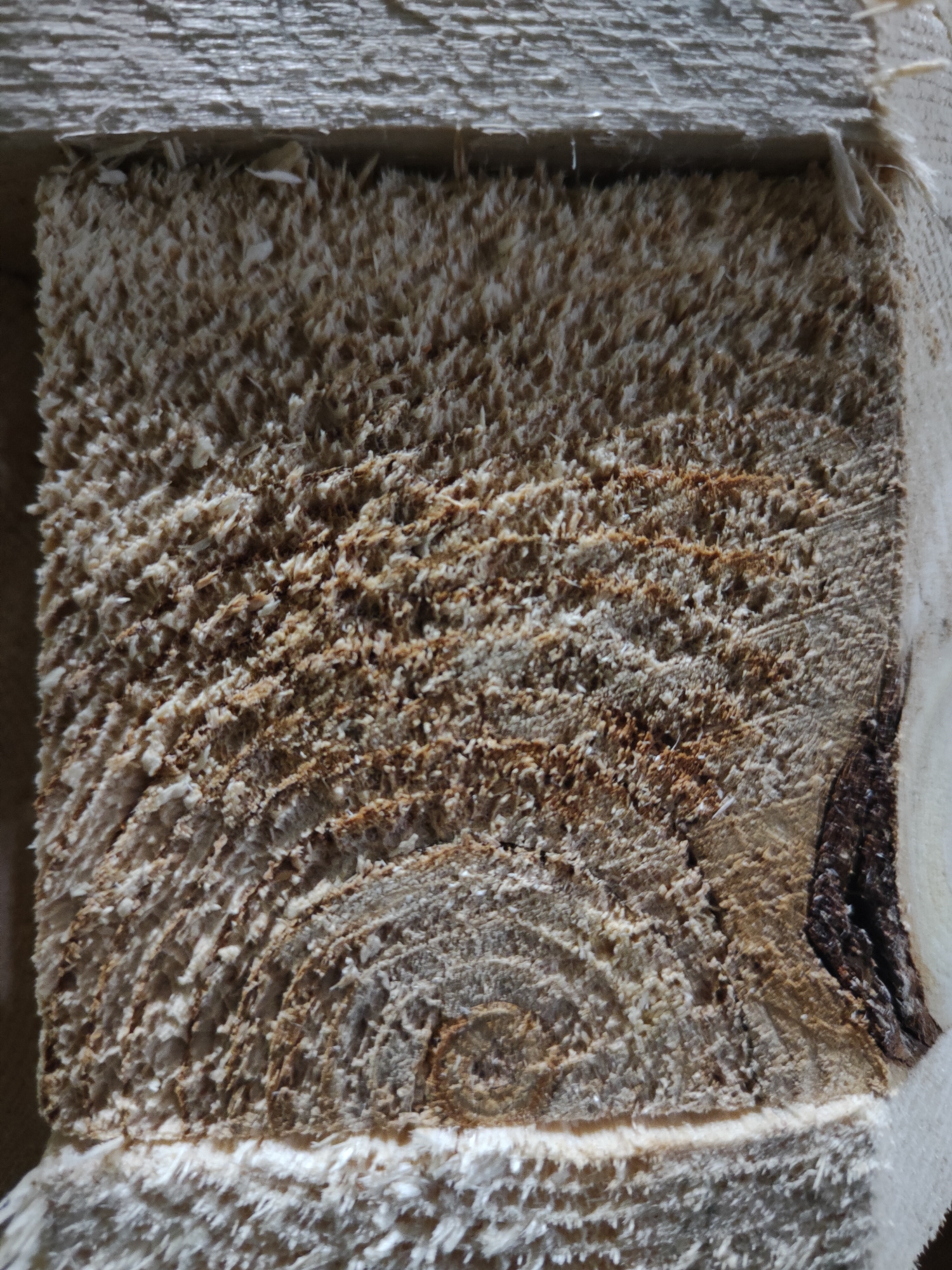 A close-up, overhead view of a rough-cut wooden plank, showing the end grain with visible growth rings and a coarse, splintered texture. The wood is a light brown to tan color, with some darker reddish-brown accents suggesting age or variation in the wood. The surface is uneven, with many small, sharp splinters and wood fibers protruding. There is a darker area on the right side of the plank, which appears to be bark or a more aged section of the wood. The texture is rough and fibrous, indicating it was recently cut. The lighting creates subtle shadows that highlight the three-dimensional texture of the wood. The location is Unknown, Unknown.