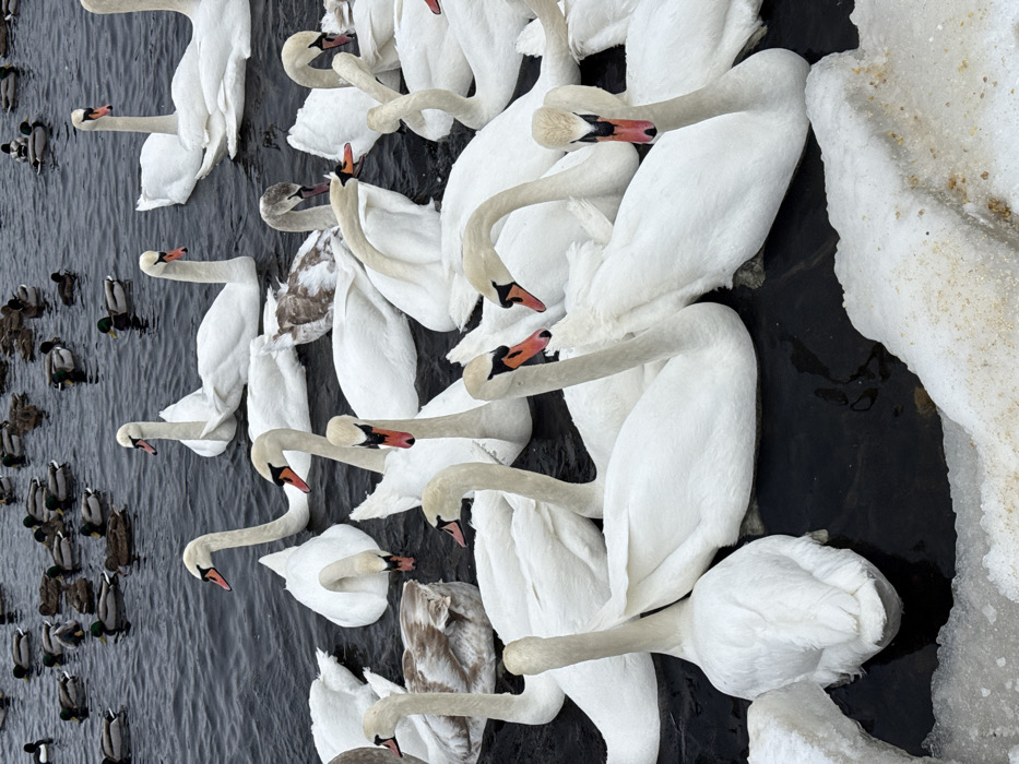 The image depicts a dense congregation of water birds on a dark body of water, partially bordered by dirty ice, consistent with a winter scene on the Dnipro River or one of its connected lakes or bays within Kyiv, Ukraine. In the foreground and midground, a large group of approximately 30-40 adult Mute Swans (Cygnus olor) are present, characterized by their white plumage and orange beaks with prominent black knobs. These swans are swimming closely together, with several appearing to face the viewer. One juvenile swan with mottled brown and white plumage is visible in the mid-right portion of the frame. In the background, numerous smaller ducks, predominantly Mallards (Anas platyrhynchos), are scattered across the water; an estimated 50-70 individuals are discernible, including some males with distinct green heads. The water itself is dark, and irregular fragments of dirty, yellowish-white ice and snow are visible along the lower edge of the frame, suggesting sub-freezing temperatures. No human figures are present. The birds are stationary or moving slowly within the confined open water.